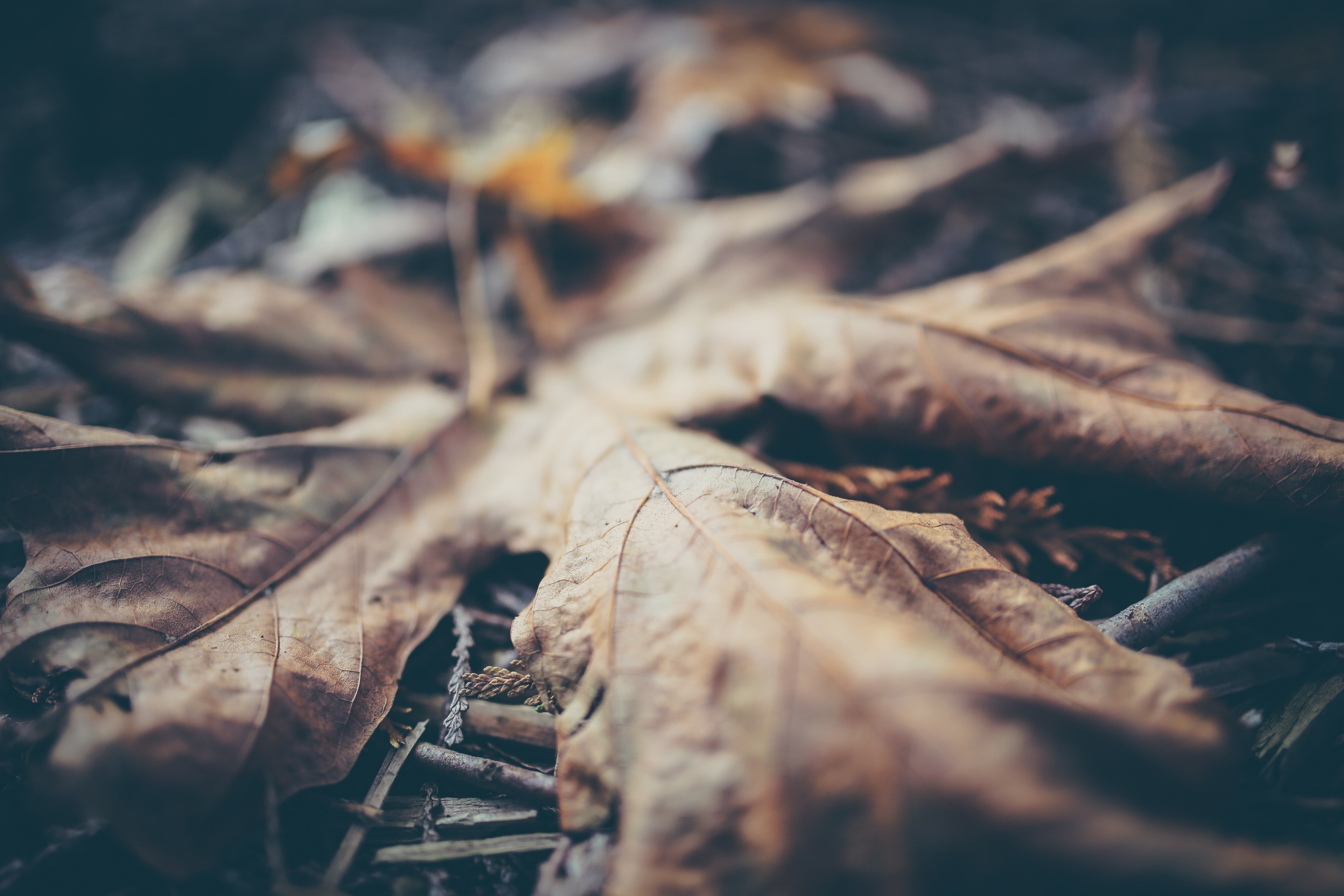 close up macro leave and maple 4k, HD Wallpaper