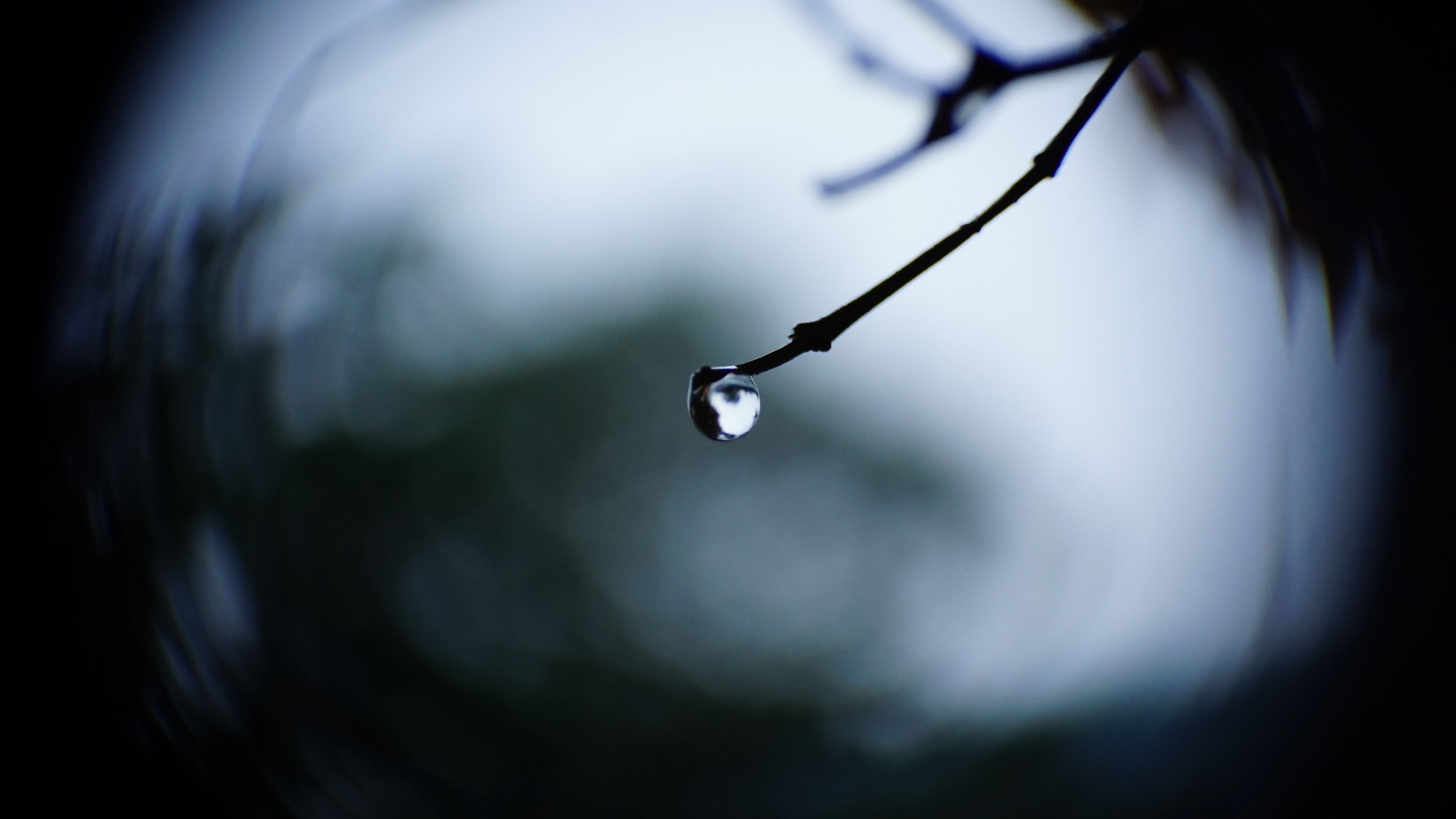 macro shot of a dewdrop at the tip of a branchlet, dewdrop on a branch tip 4k, HD Wallpaper
