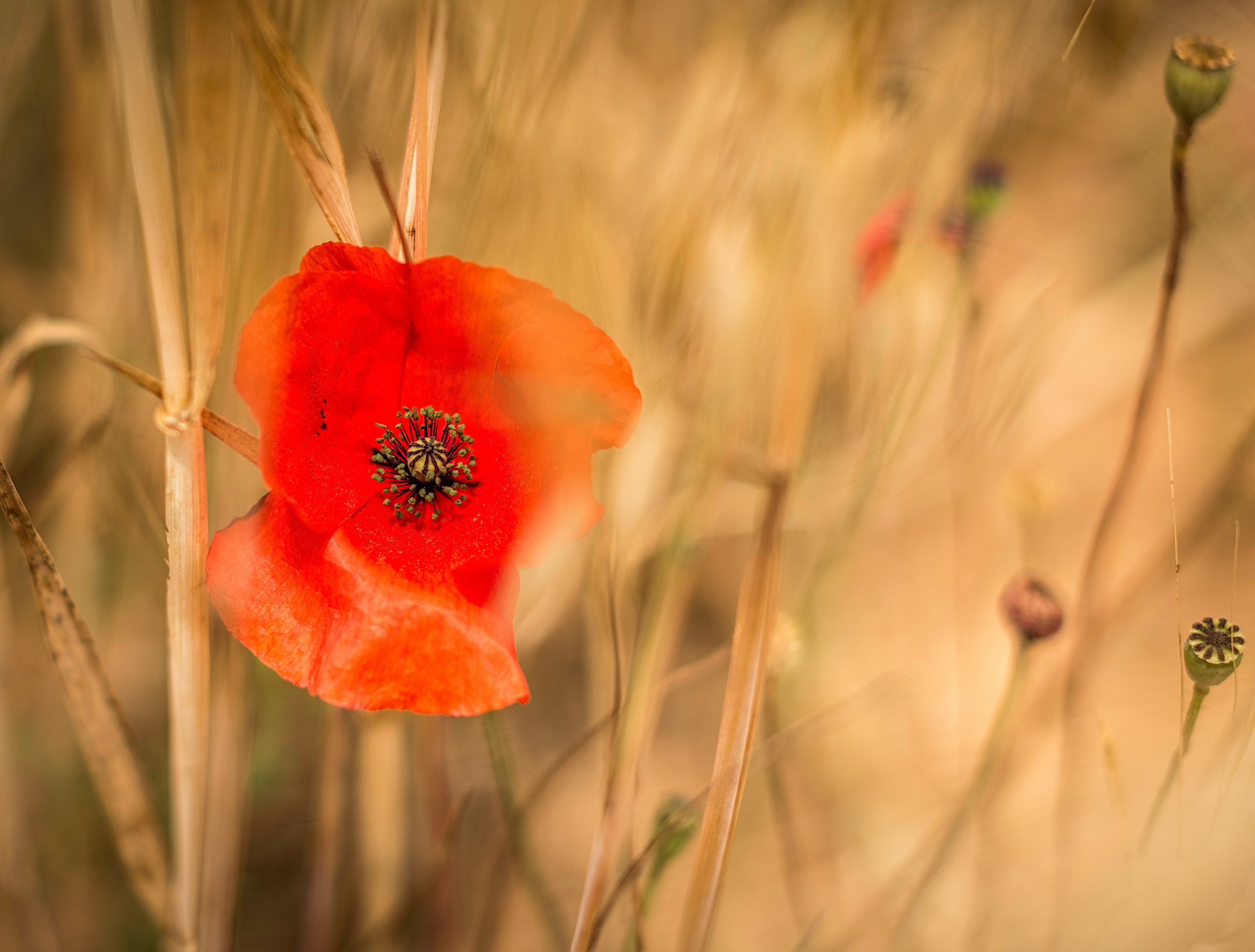 a red poppy flower in dry grass, blooming poppy 4k, HD Wallpaper
