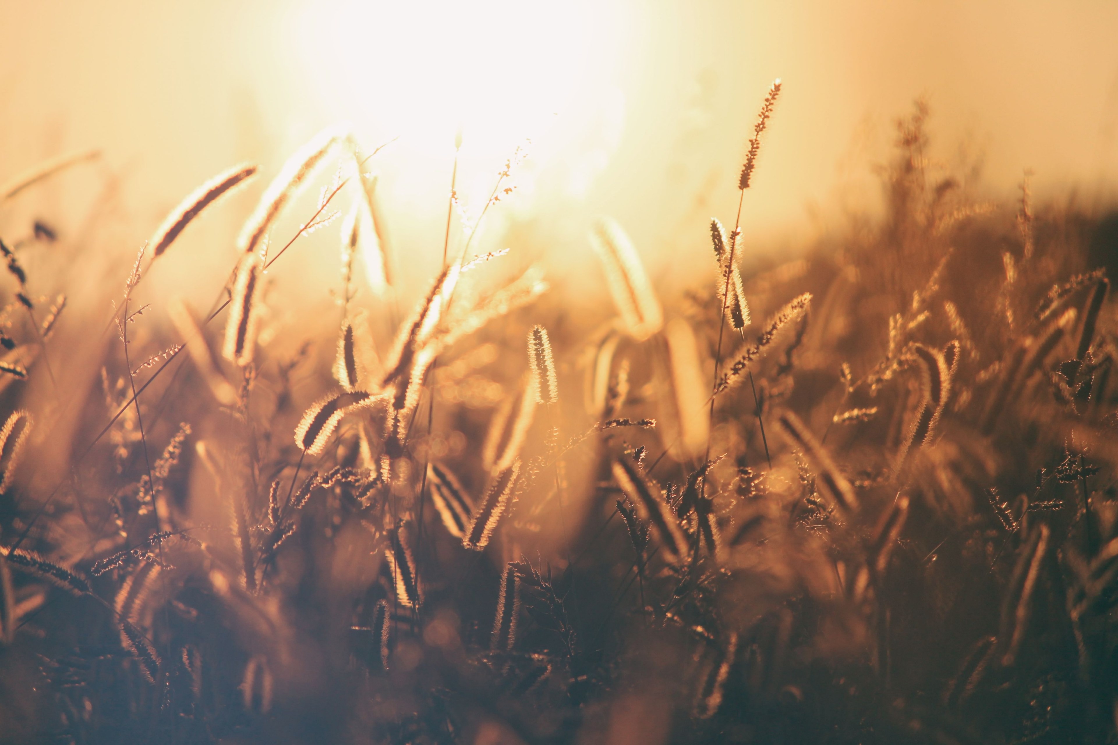 sunset in a wheat field, wheat field sunset 4k, HD Wallpaper