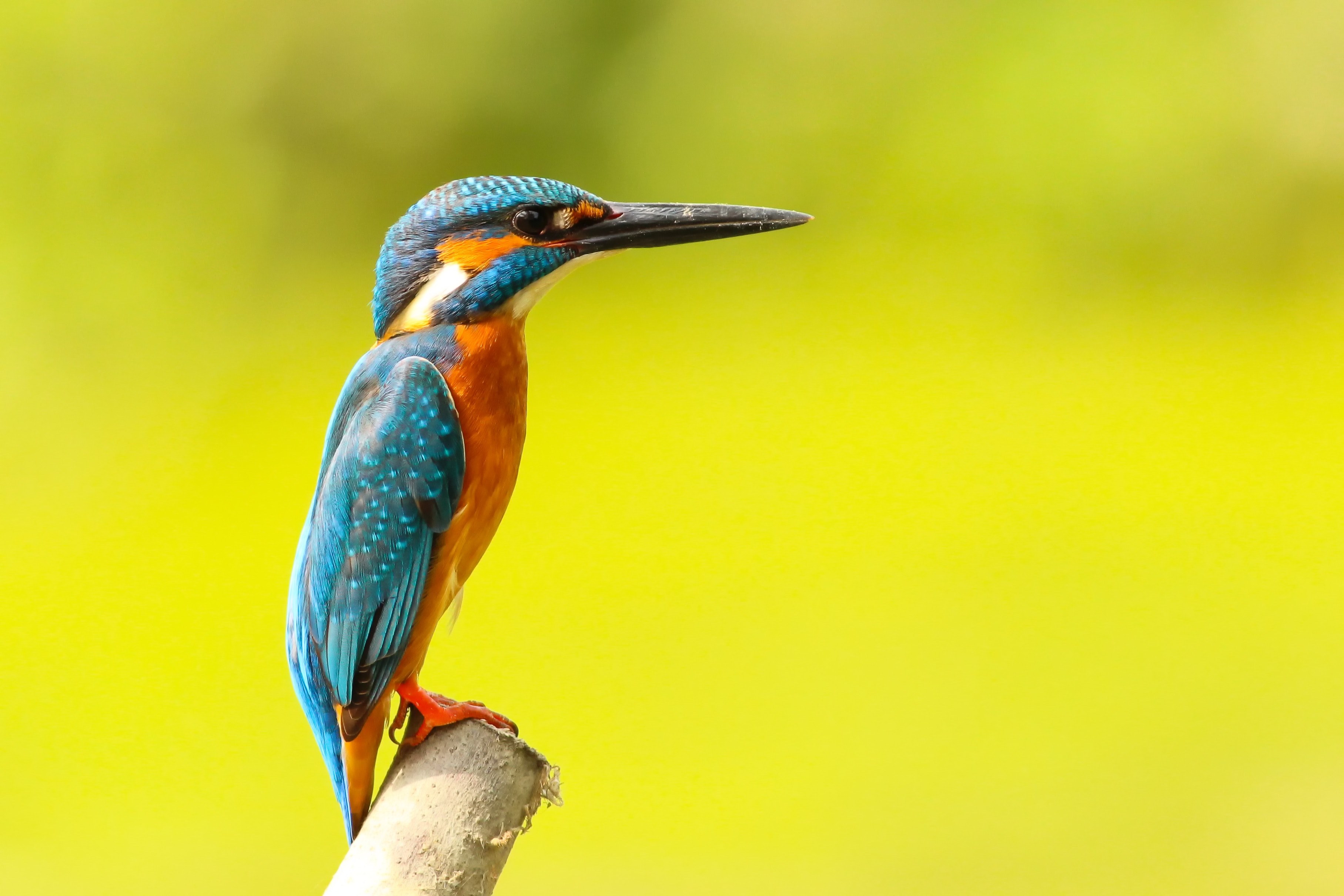 bird kingfisher perch and wing 4k, HD Wallpaper