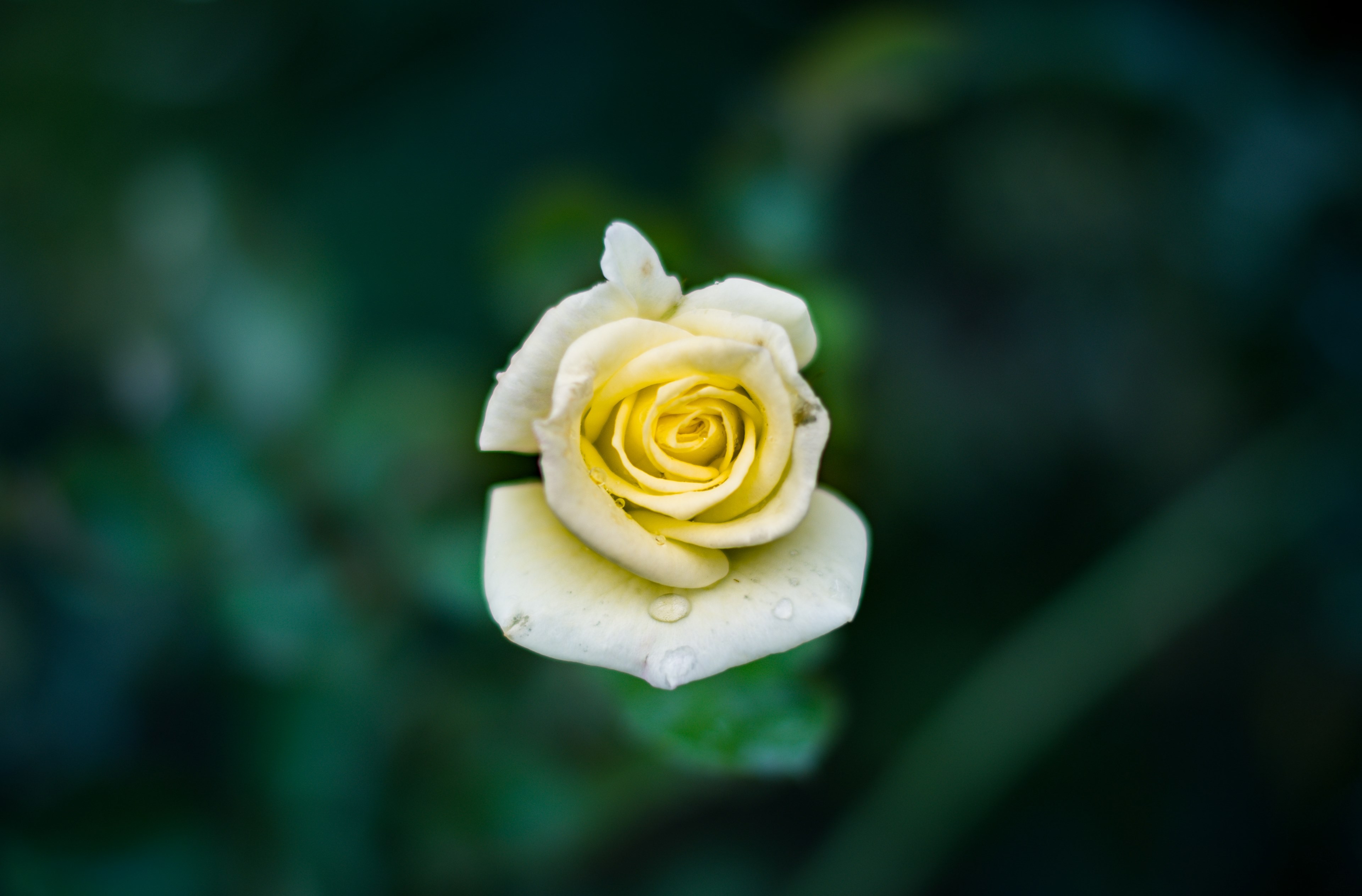 close up of a yellow rose covered in water droplets, yellow rose with dewdrops 4k, HD Wallpaper