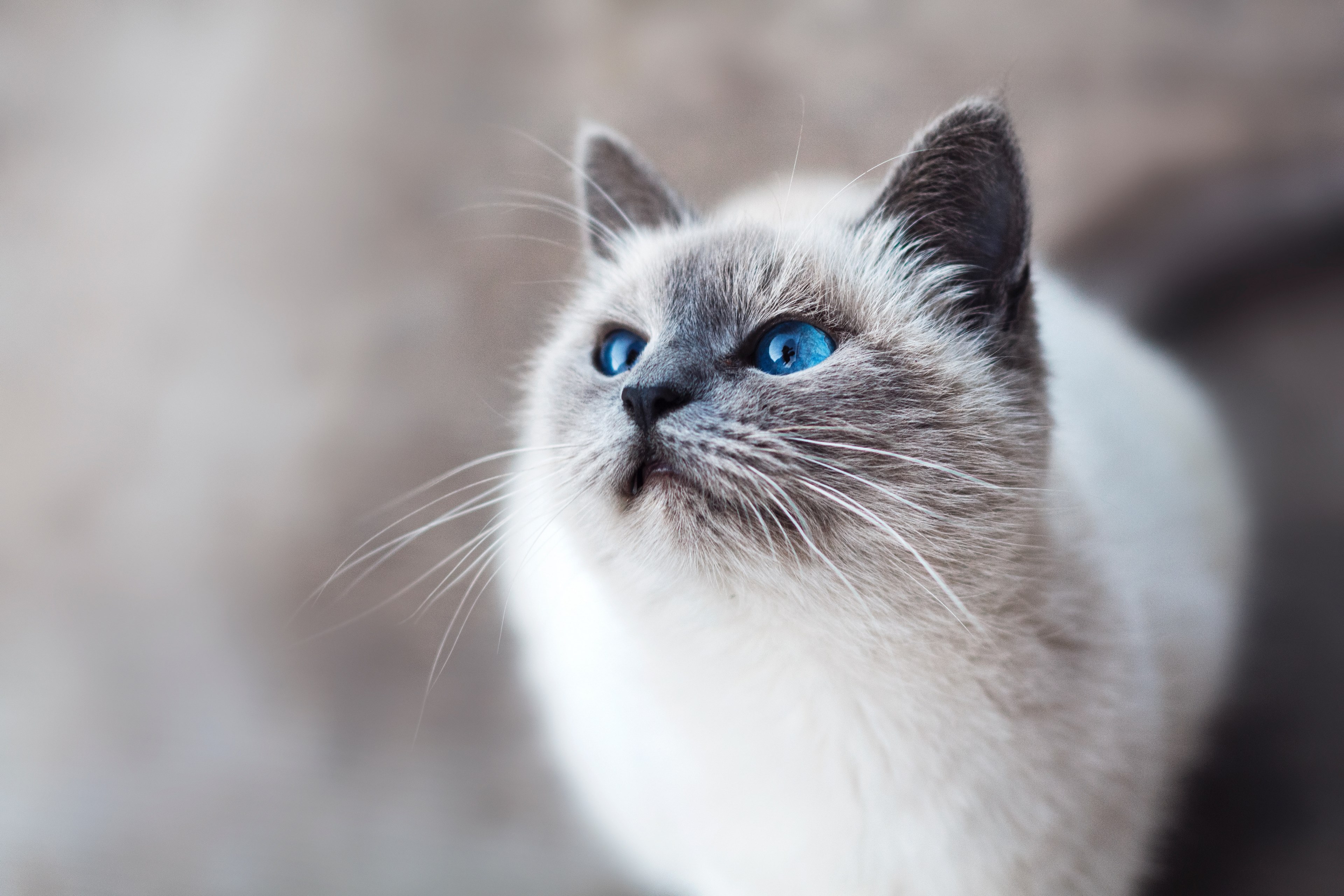 close up of a blue eyed cat looking up, startled blue eyed cat 4k, HD Wallpaper