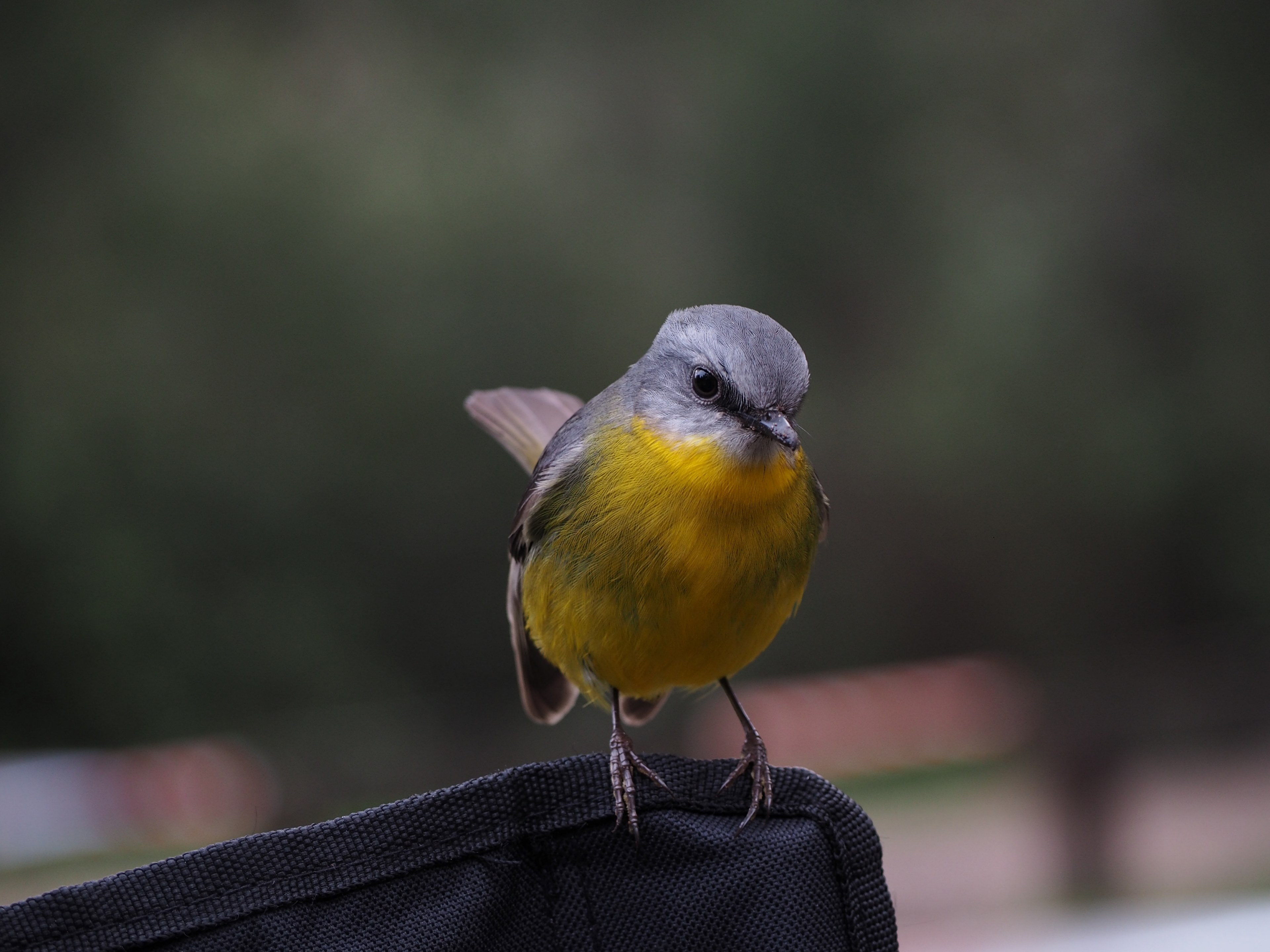 gray headed yellow bellied bird perched, gray and yellow bird 4k, HD Wallpaper