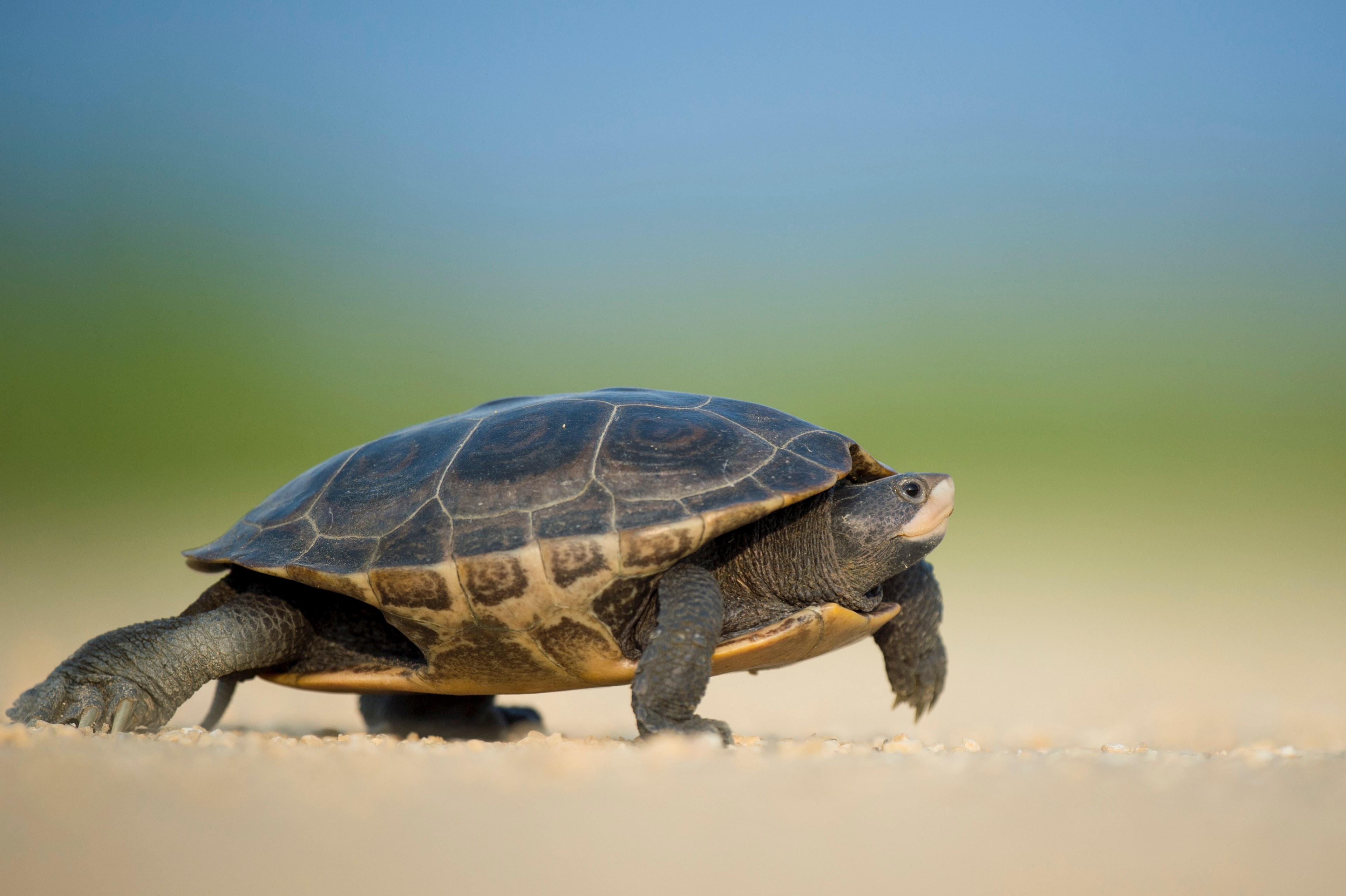macro of a turtle scampering across a sandy surface, turtle crawling 4k, HD Wallpaper