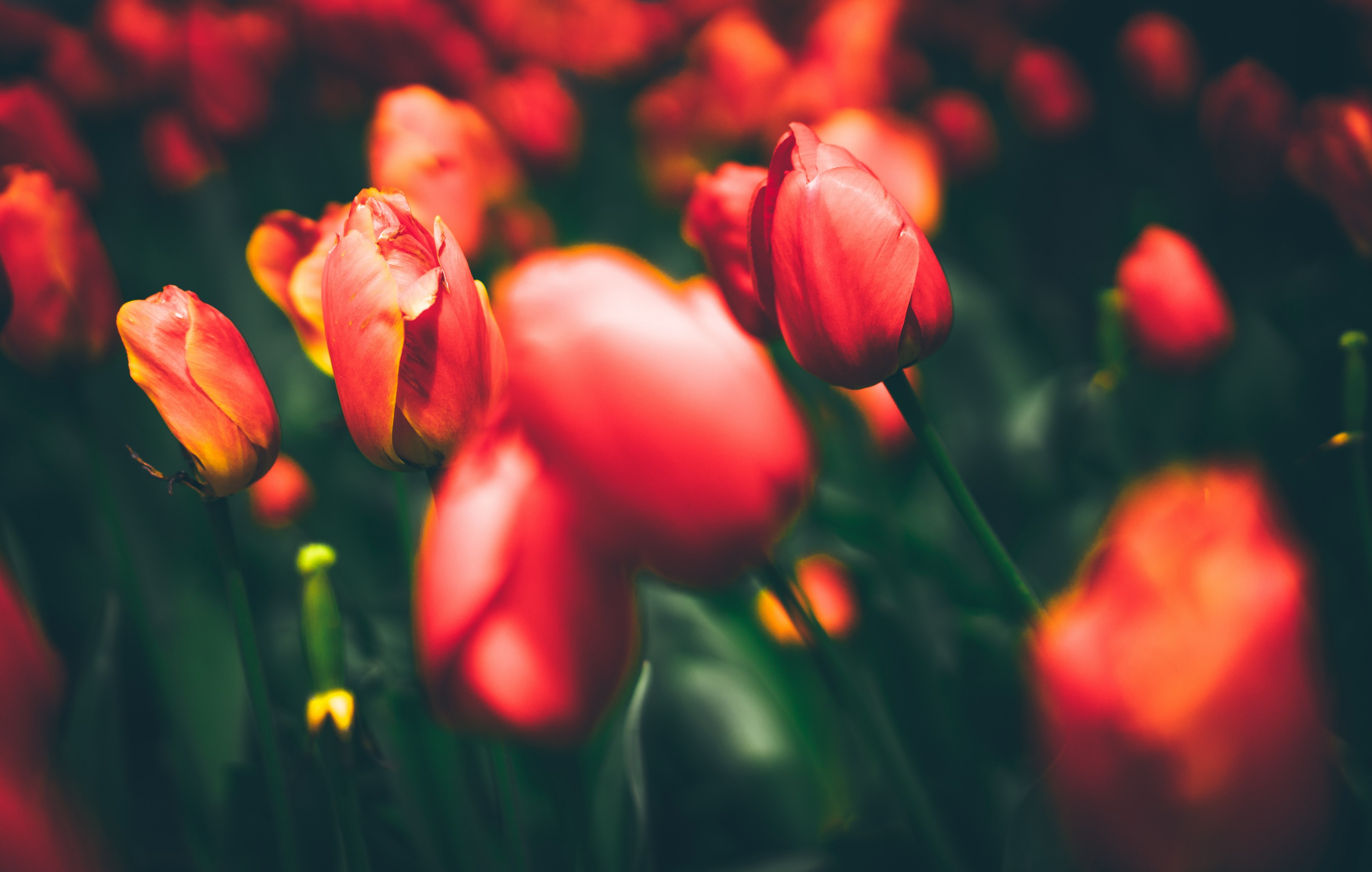 close up of a dense patch of red tulips, luxurious red tulips 4k, HD Wallpaper