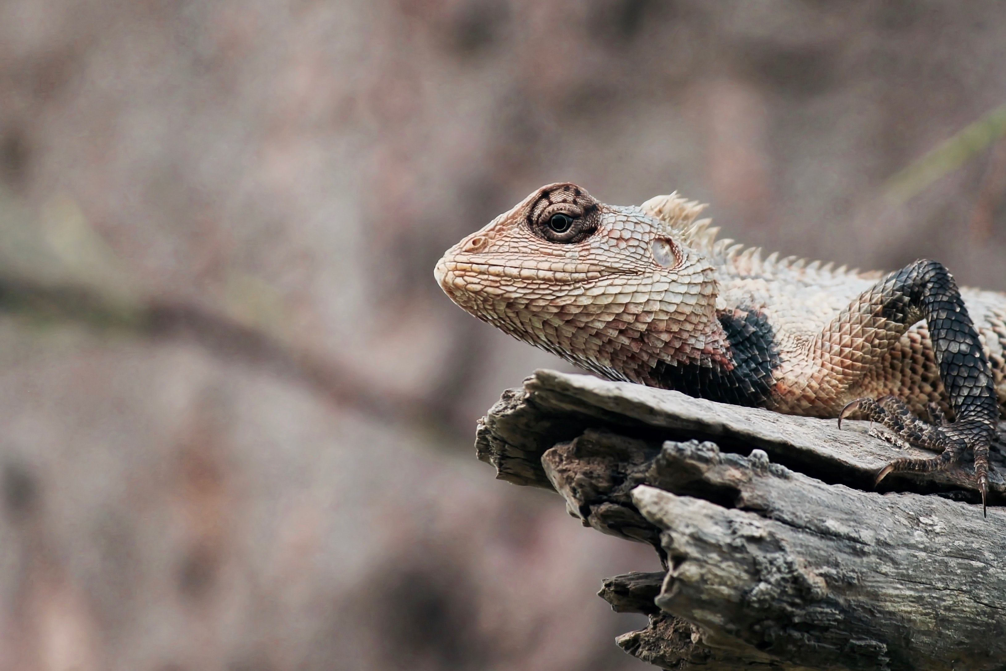 lizard animal reptile and scale 4k, HD Wallpaper