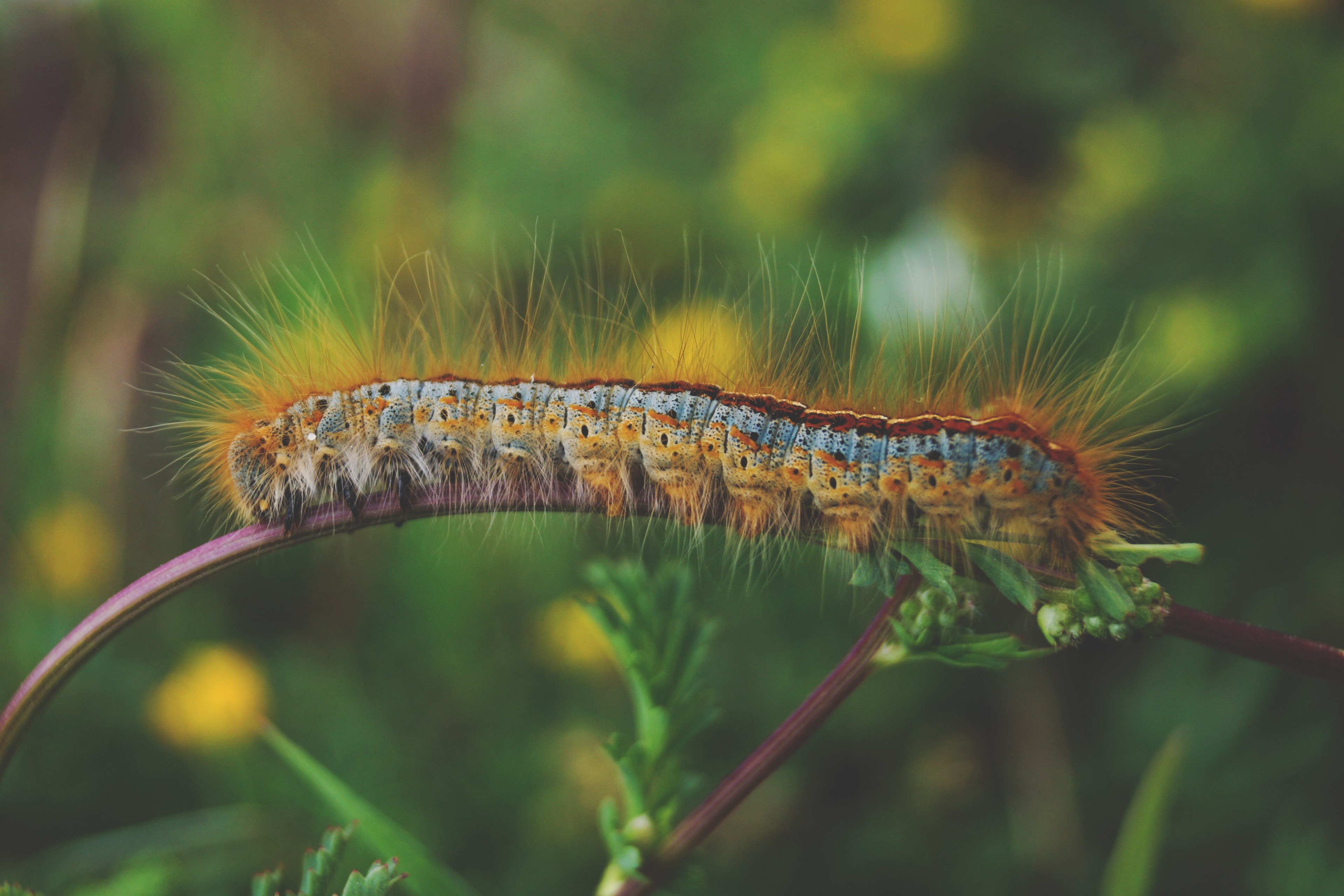 caterpillar insect plant and bristle 4k, HD Wallpaper