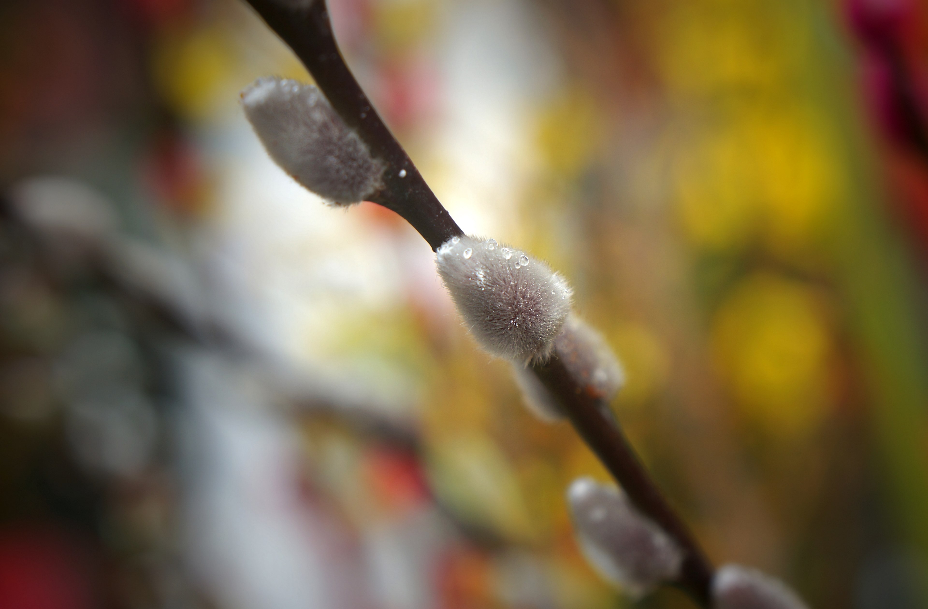 summer business color and branchlet 4k, HD Wallpaper