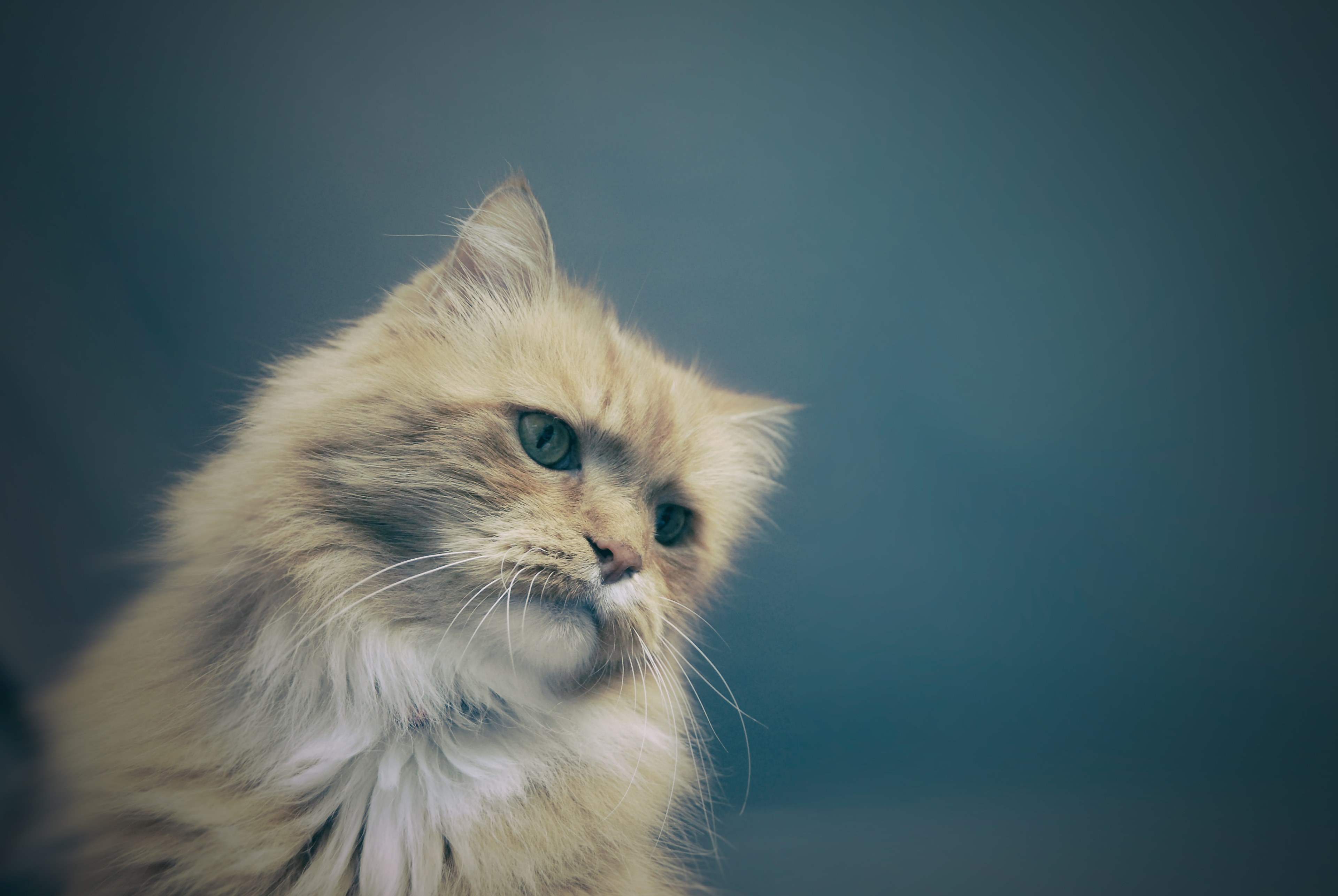macro of a furry cat with long whiskers, ginger long haired cat 4k, HD Wallpaper