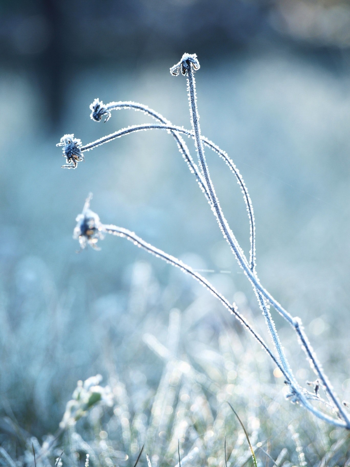 frost plant nature and cold hd, 4k, Phone HD Wallpaper