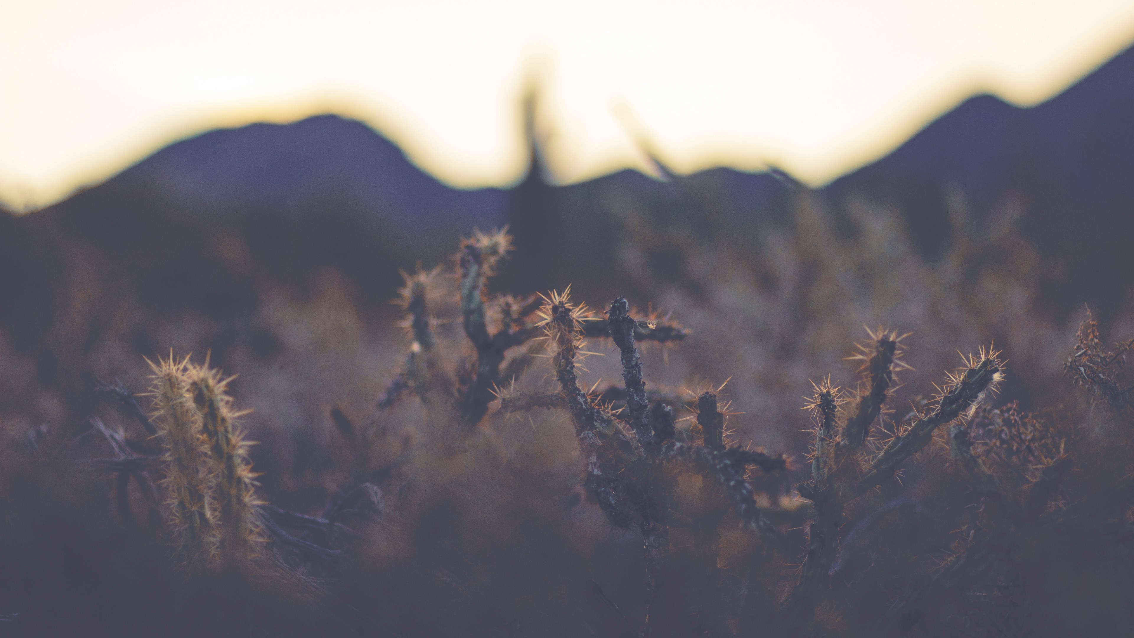 unique desert cacti and foliage in the arid landscape of arizona, cactus in the sun 4k, HD Wallpaper