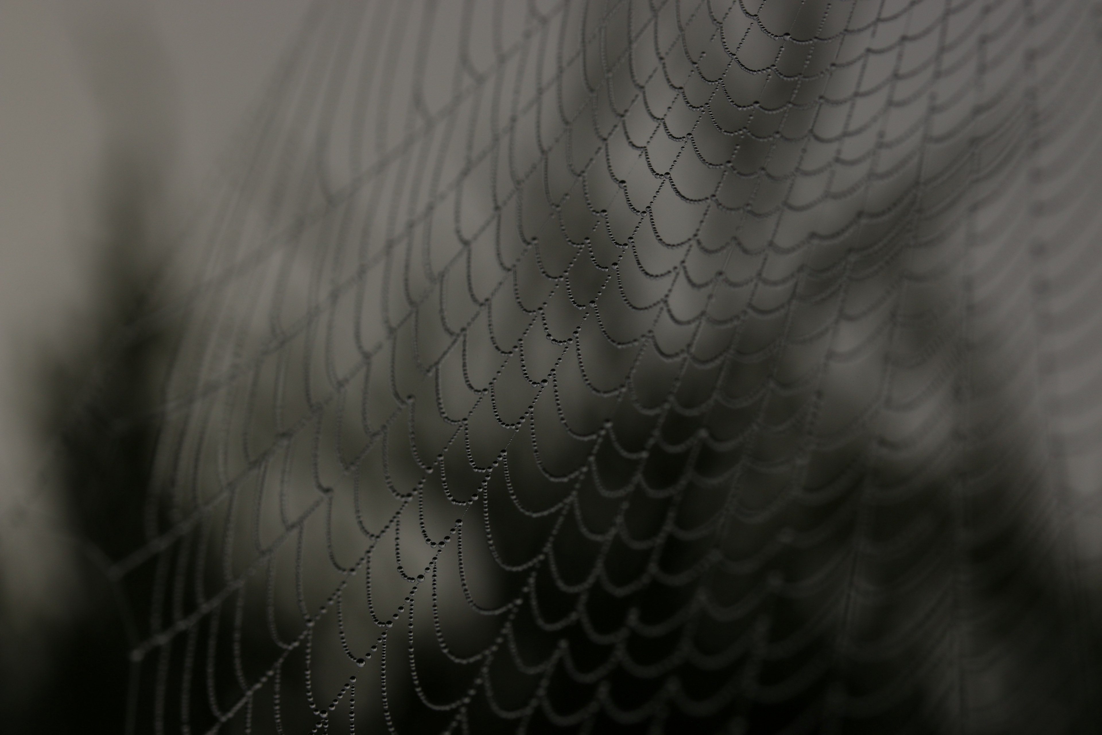 web spiderweb cobweb and spider 4k, HD Wallpaper