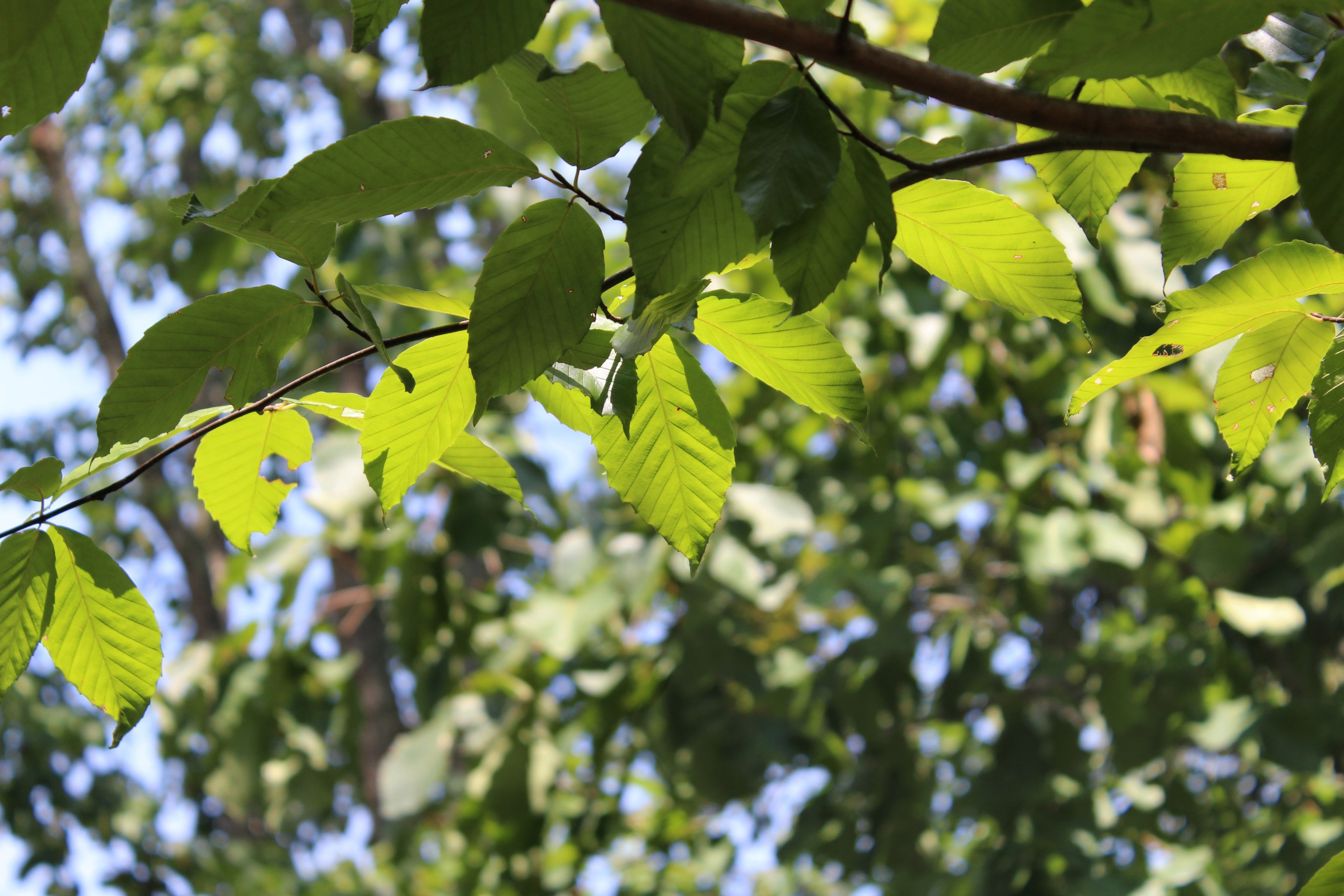 branch green leafe and sunlight 4k, HD Wallpaper