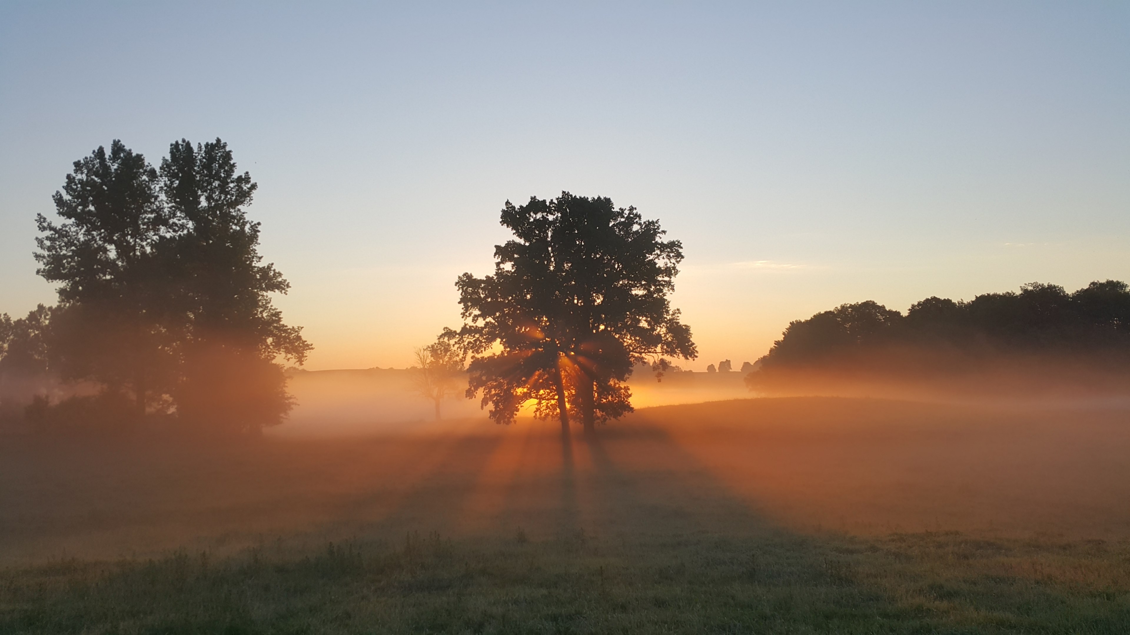 sun beams shine through trees in a foggy countryside pasture, dawn in the country 4k, HD Wallpaper