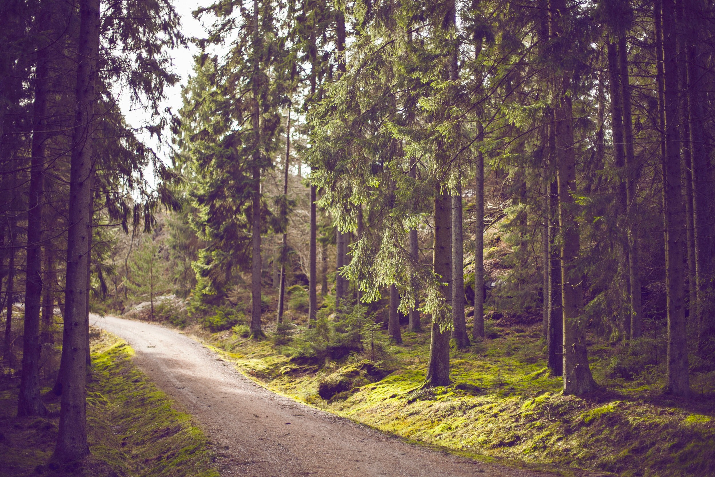 a dir path running down through a conifer forest, woodland path 4k, HD Wallpaper