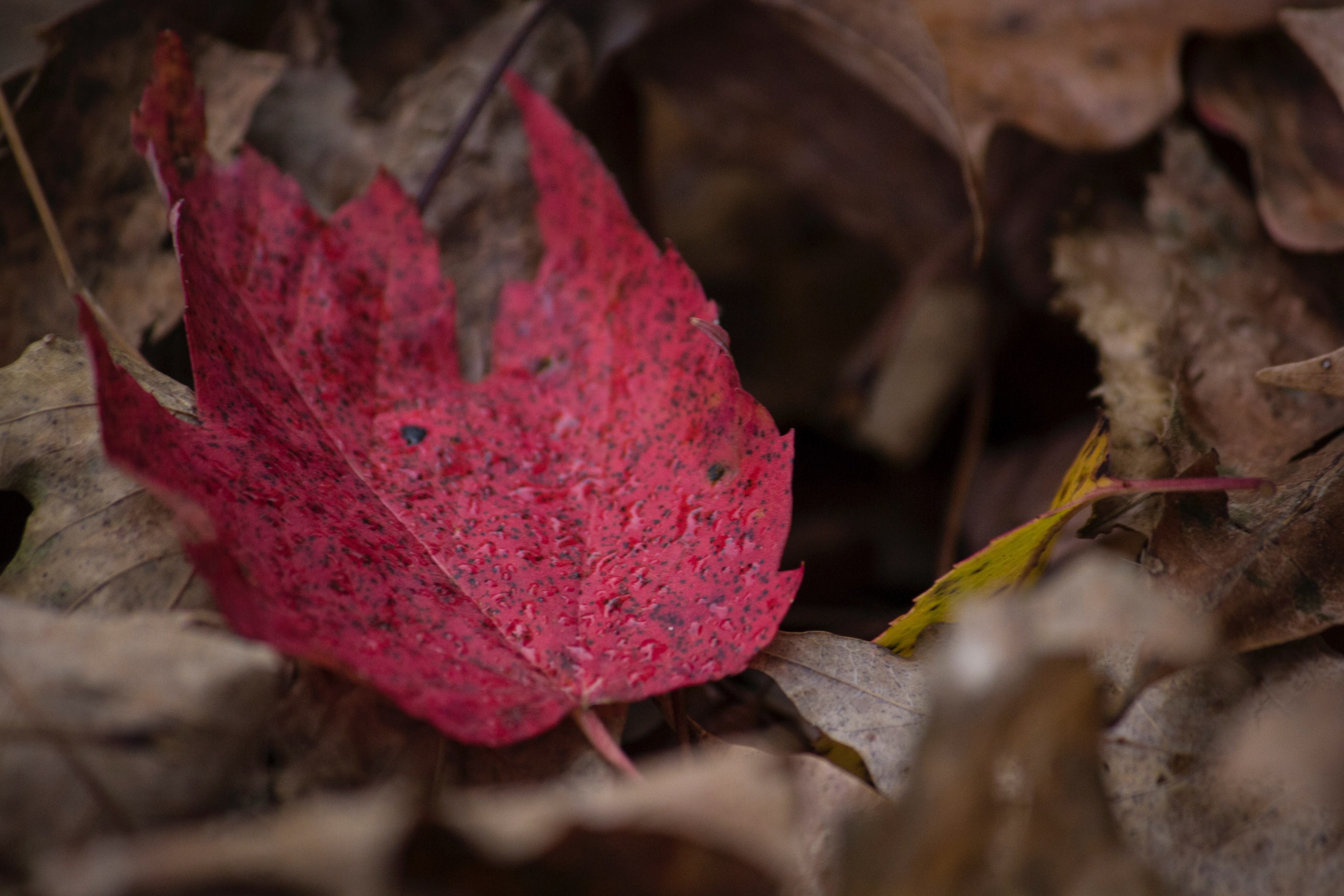 a distinctive red maple leaf among other brown autumn leaves, red maple leaf on brown 4k, HD Wallpaper