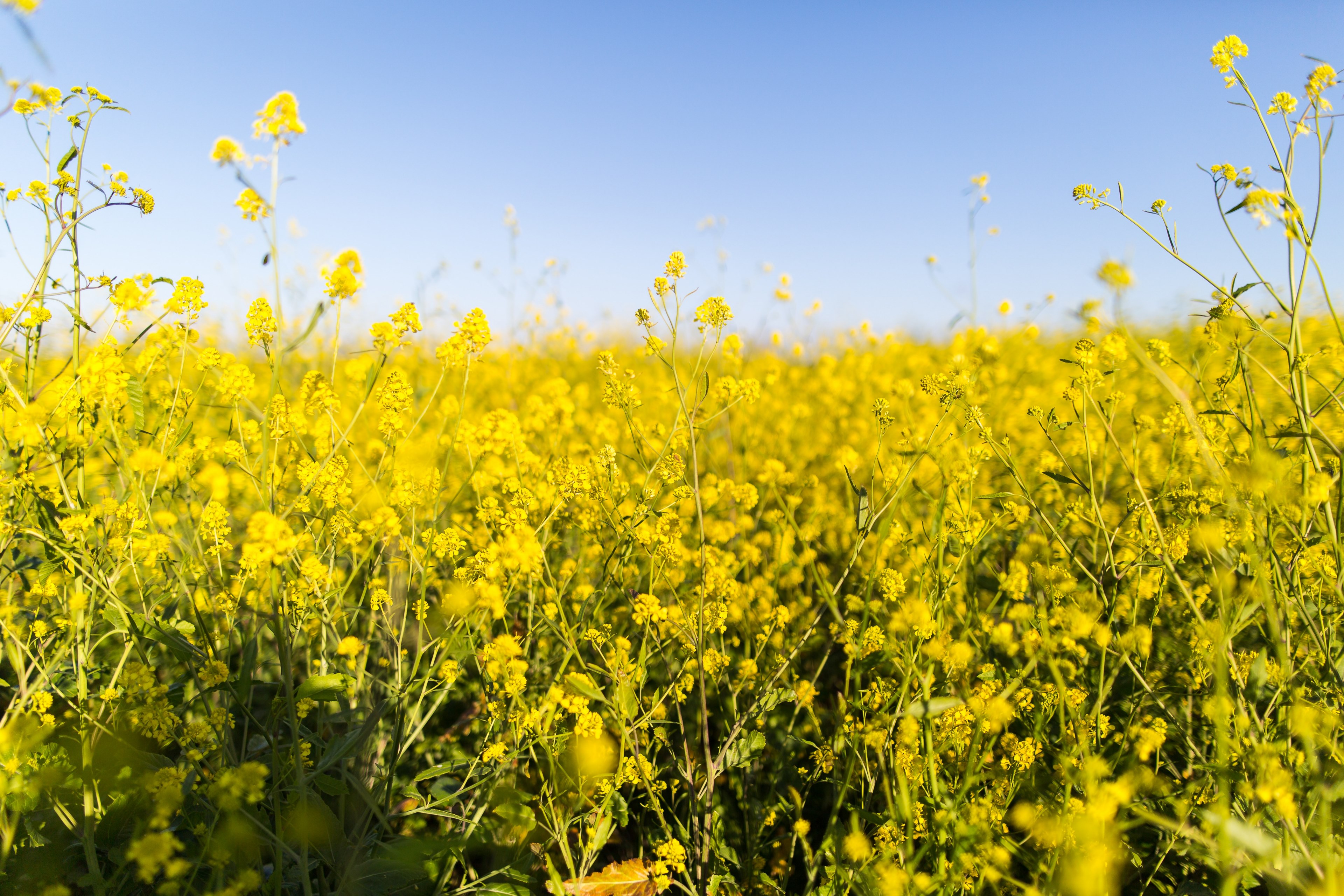 thick yellow rapeseed wildflowers in meadow with blue sky in spring in ars en r, rapeseed blue sky 4k, HD Wallpaper
