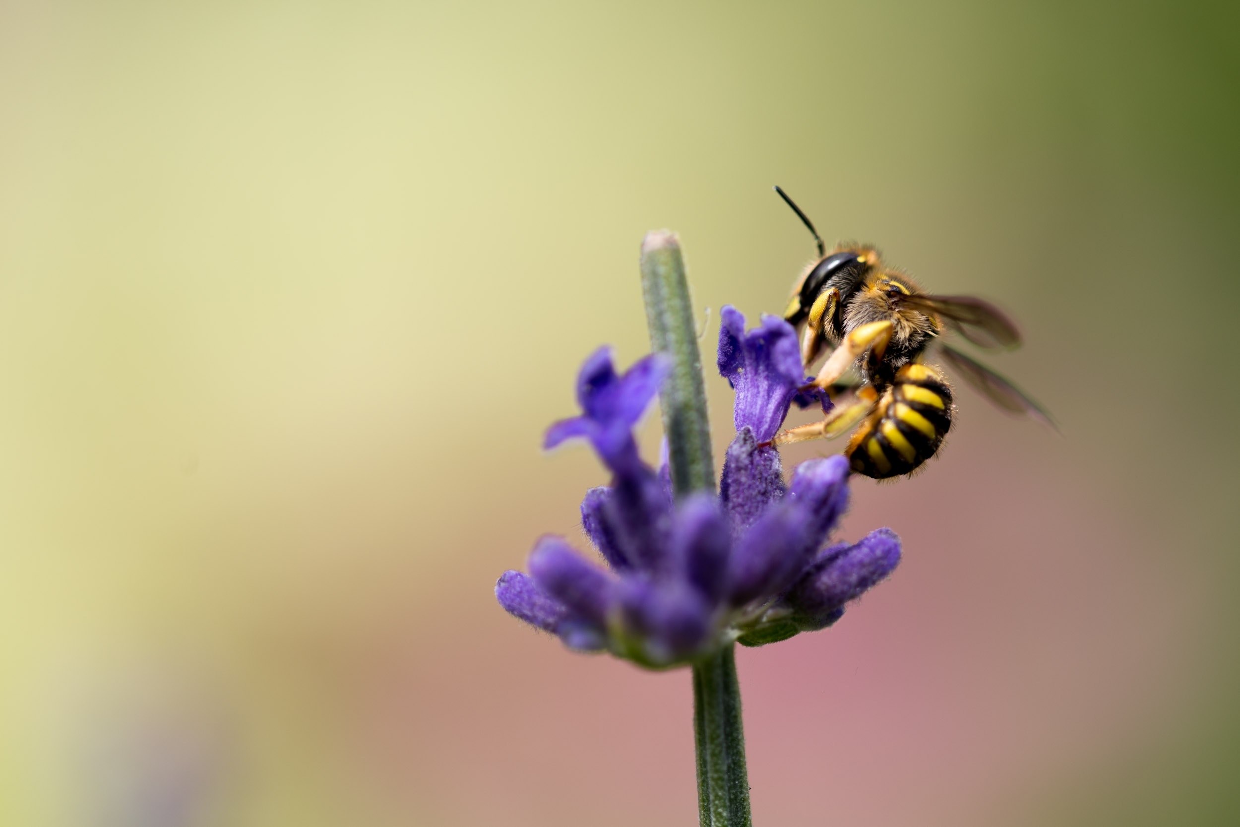a wasp feeding on lavender flowers, wasp on lavender 4k, HD Wallpaper