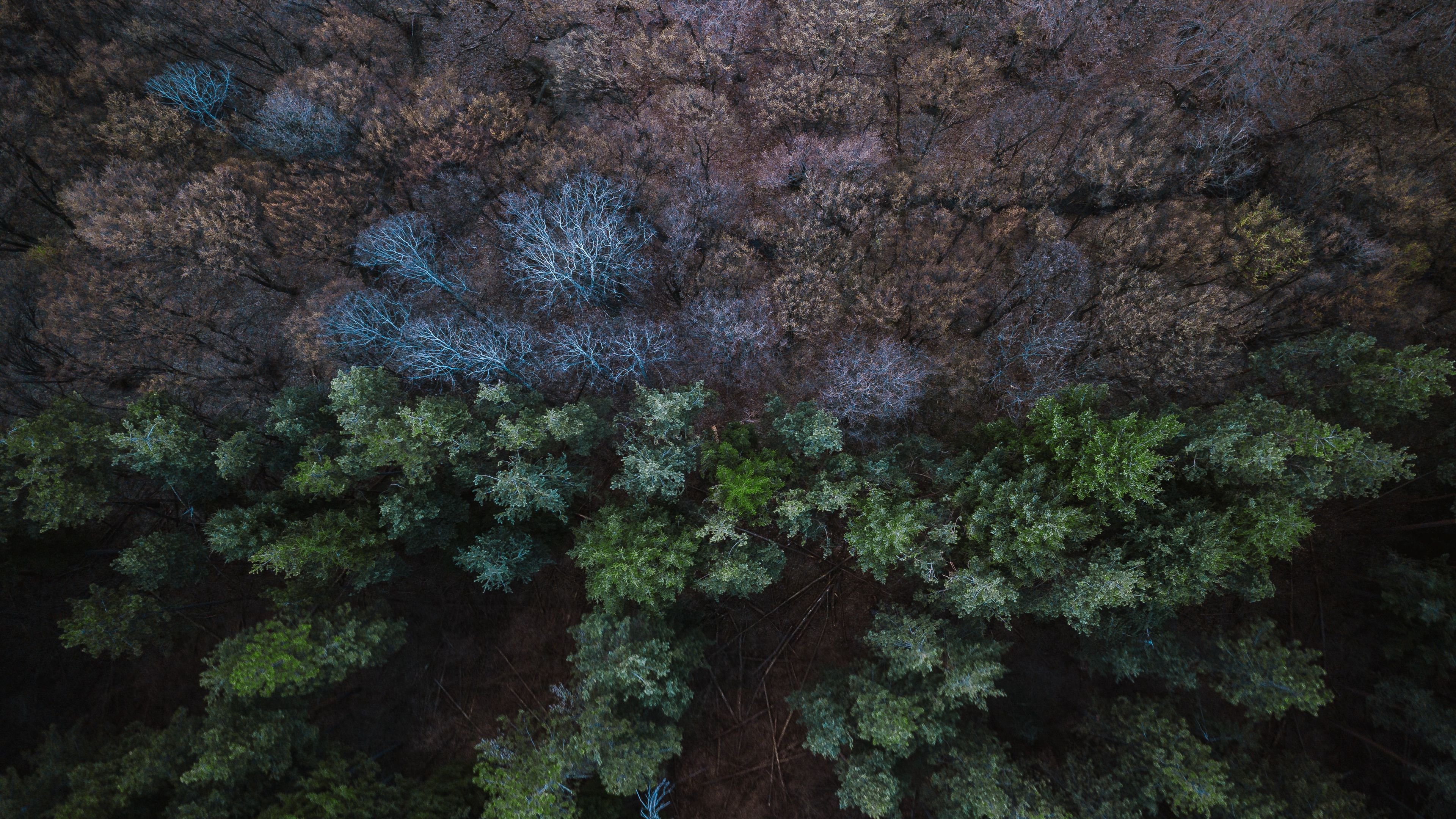 forest, aerial view, balance, 4k, HD Wallpaper