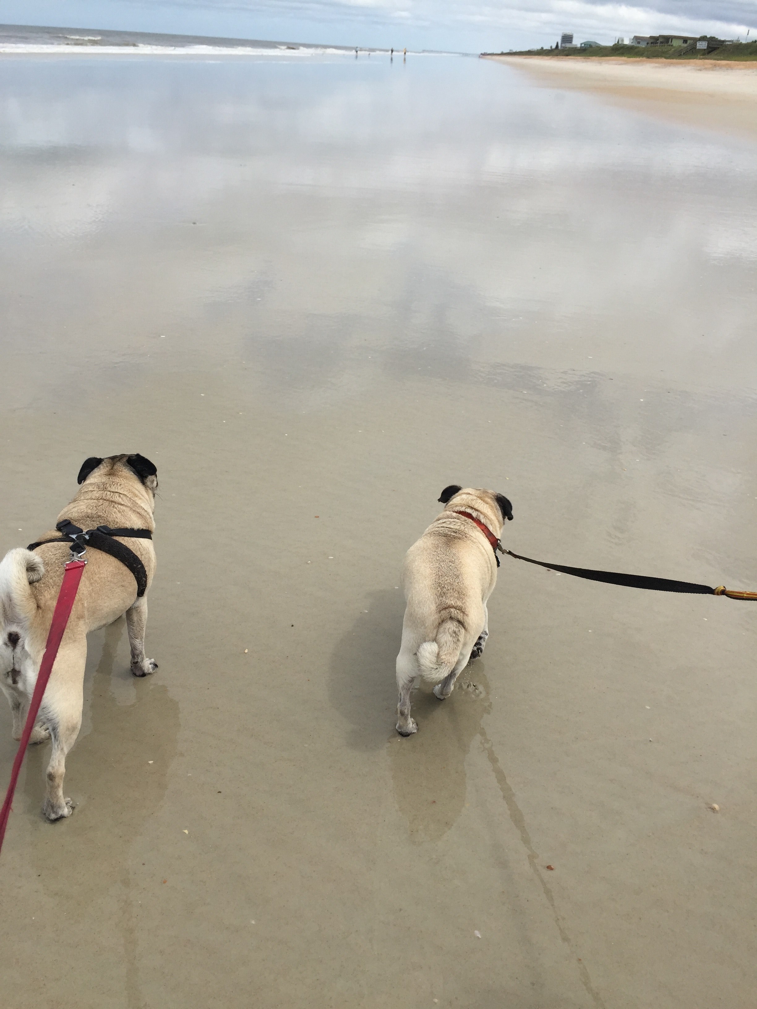 pug dog friend and companionship hd, 4k, Phone HD Wallpaper
