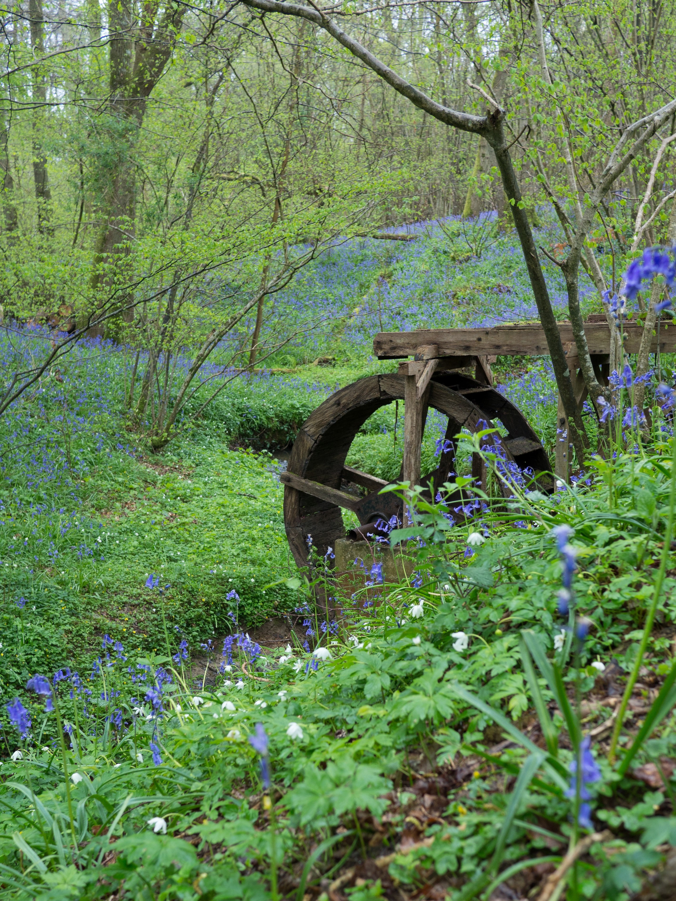 bluebell tree forest and woodland hd, 4k, Phone HD Wallpaper