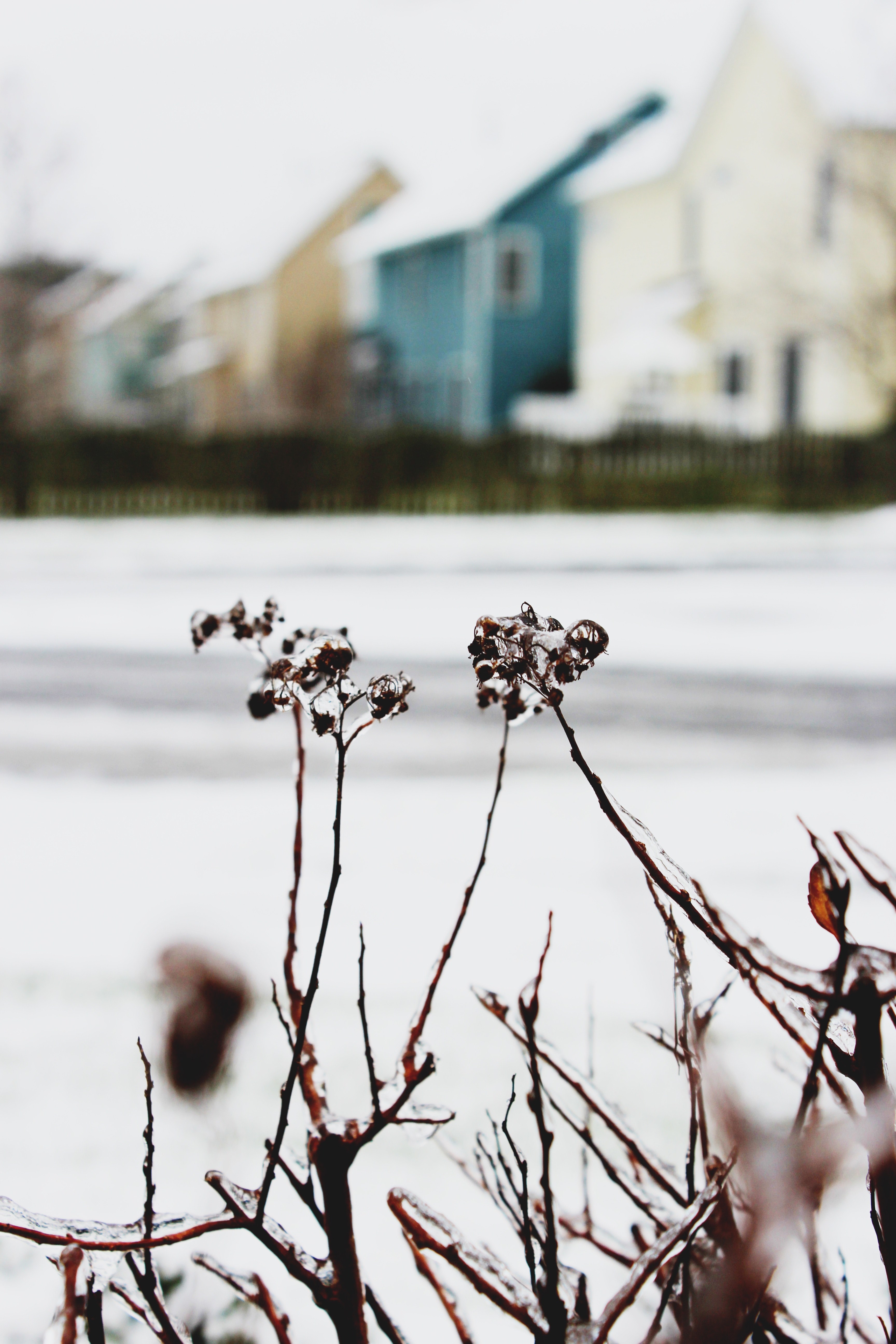 frozen wildflowers near a neighborhood covered in snow, wildflowers in winter 4k, Phone HD Wallpaper