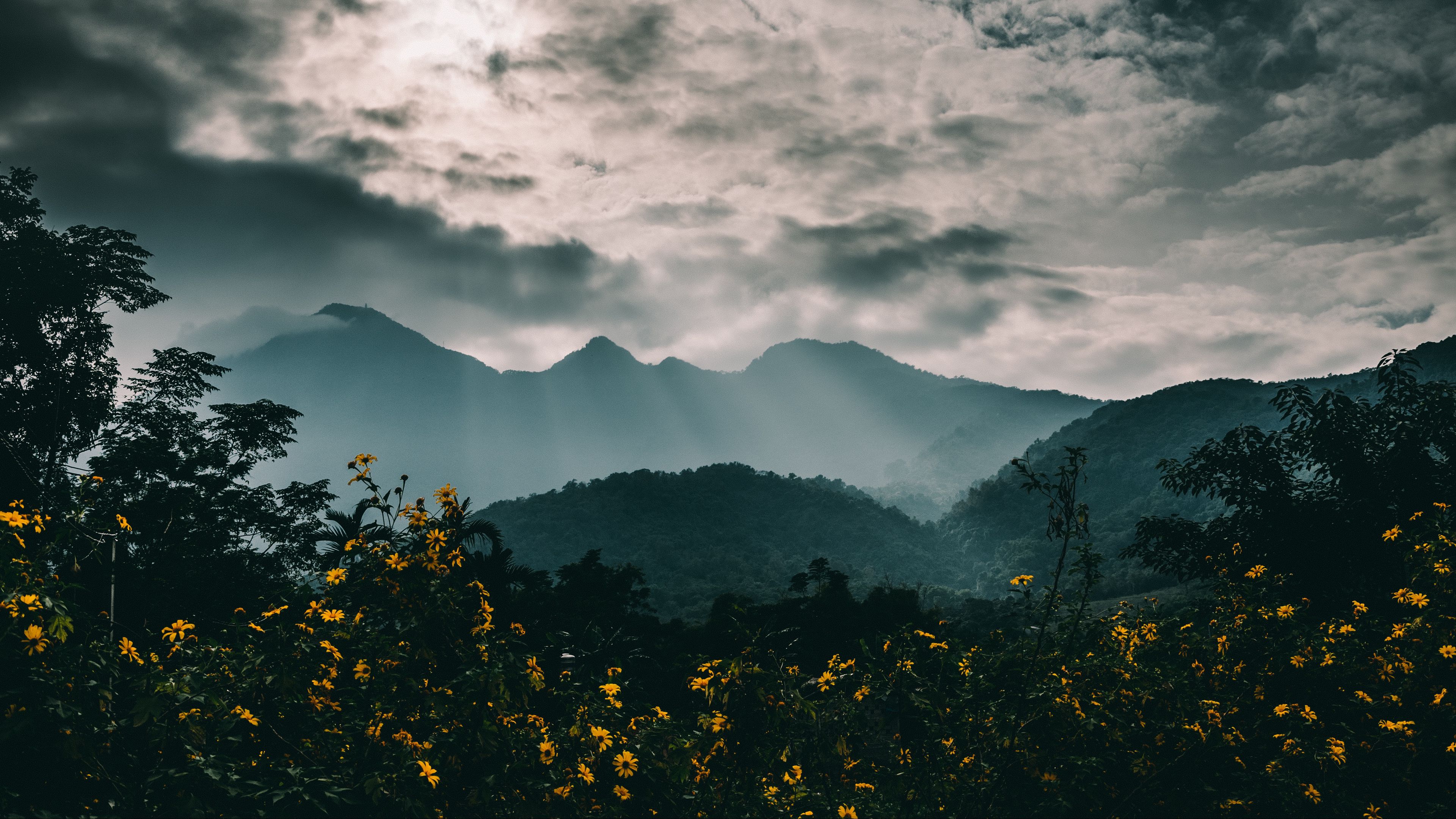 mountains, fog, flowers, clouds, 4k, HD Wallpaper