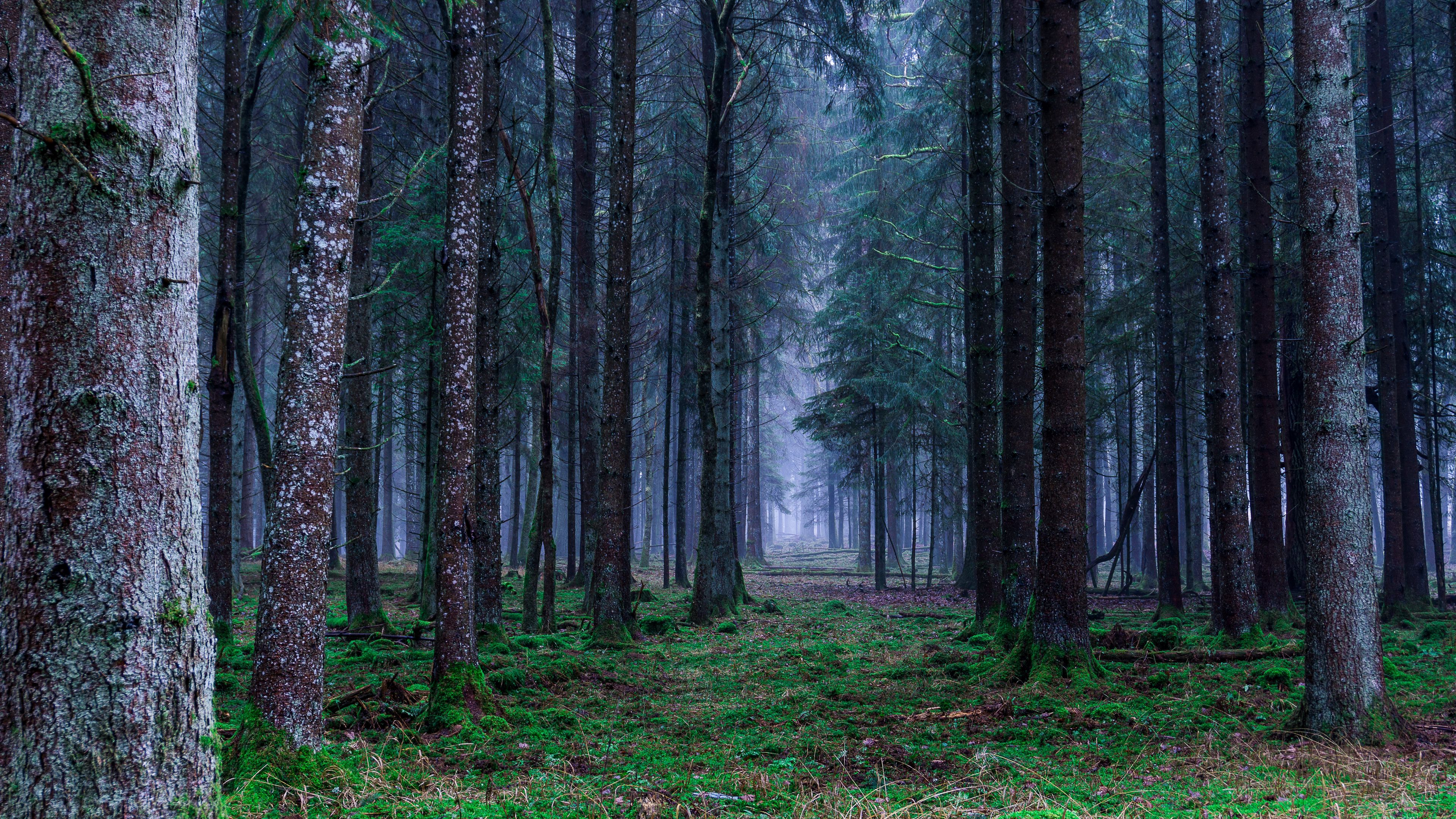 forest, trees, grass, fog, 4k, HD Wallpaper