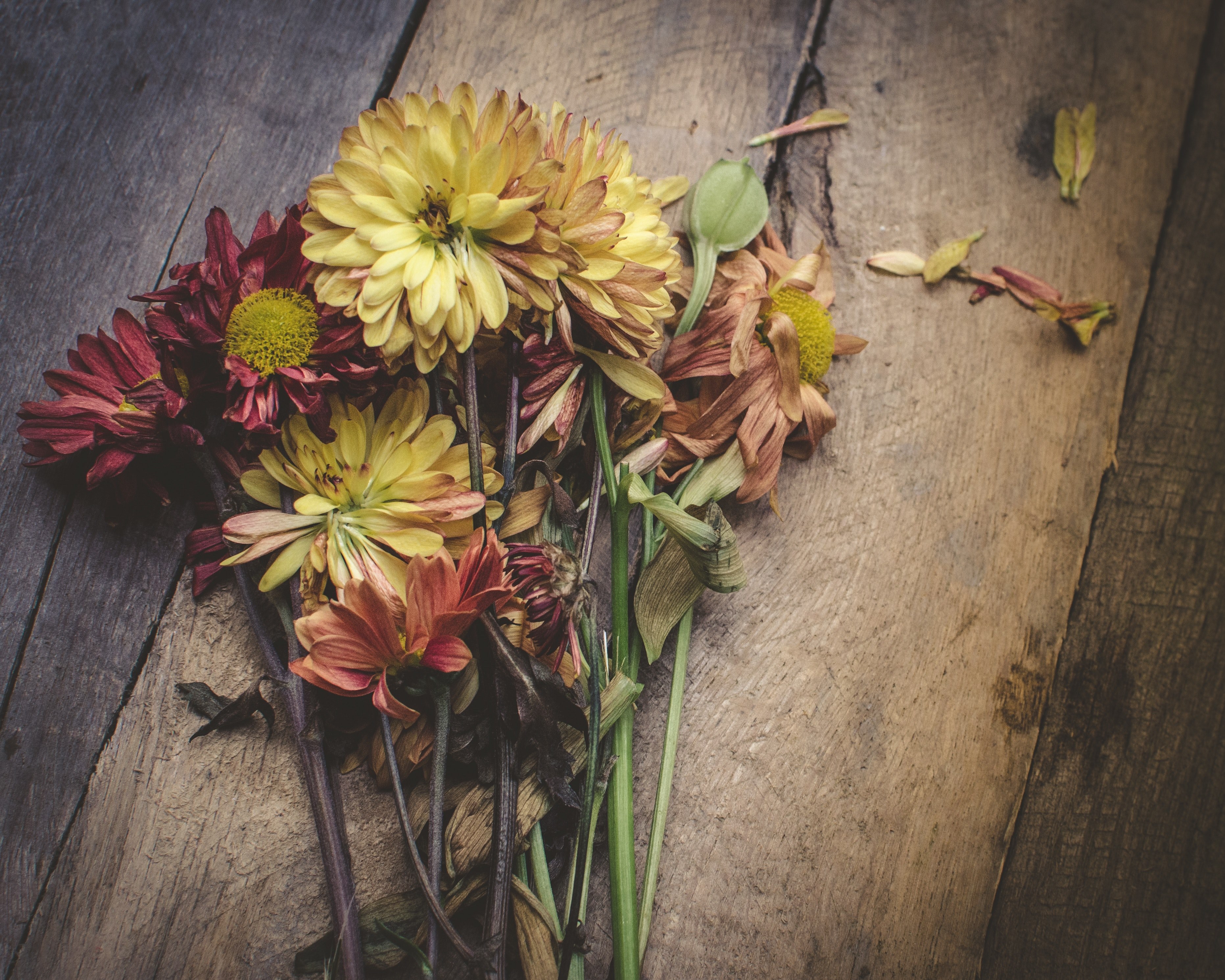 the flowers are dying 4k, HD Wallpaper