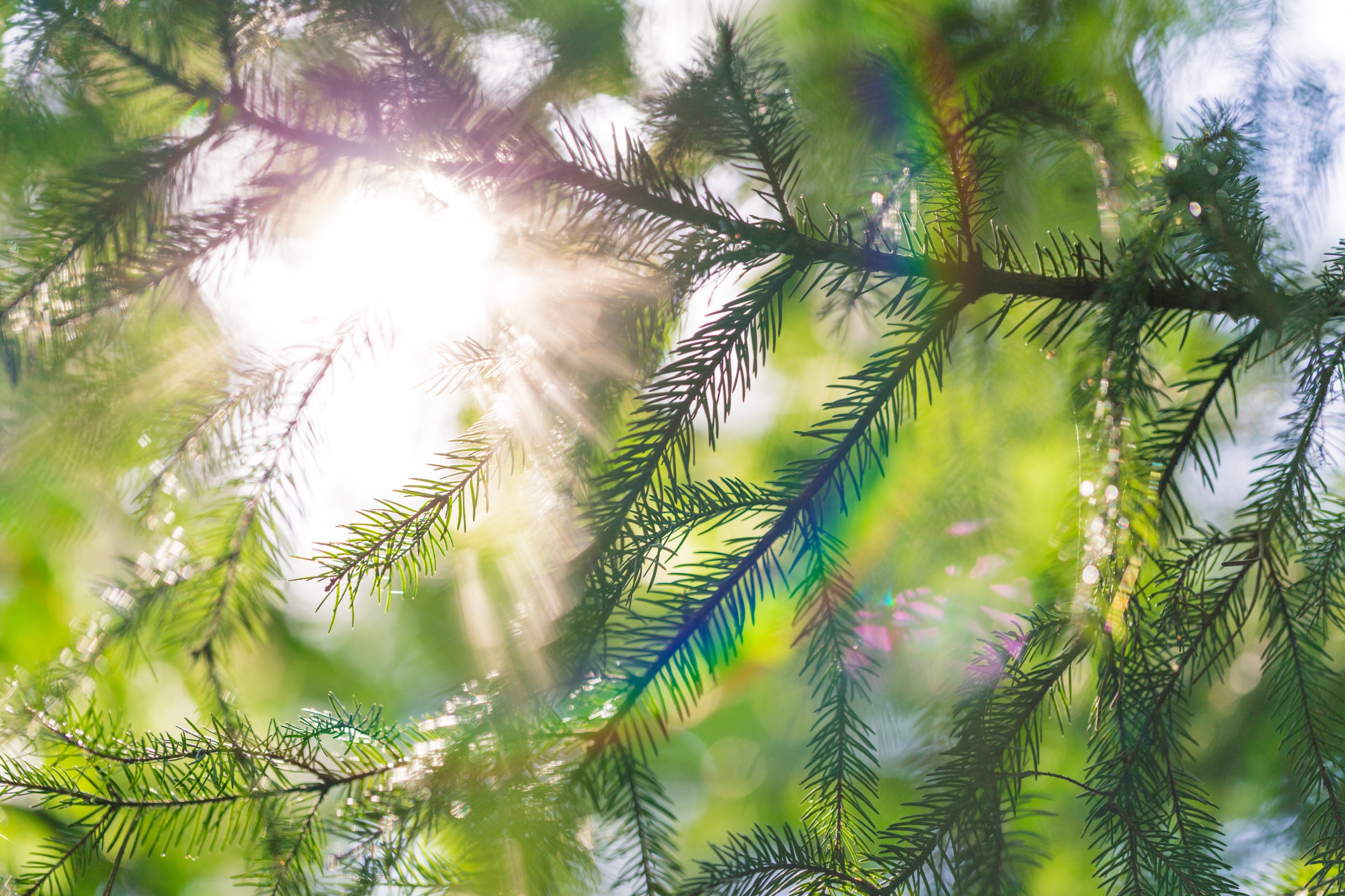 fir spruce branch and evergreen 4k, HD Wallpaper