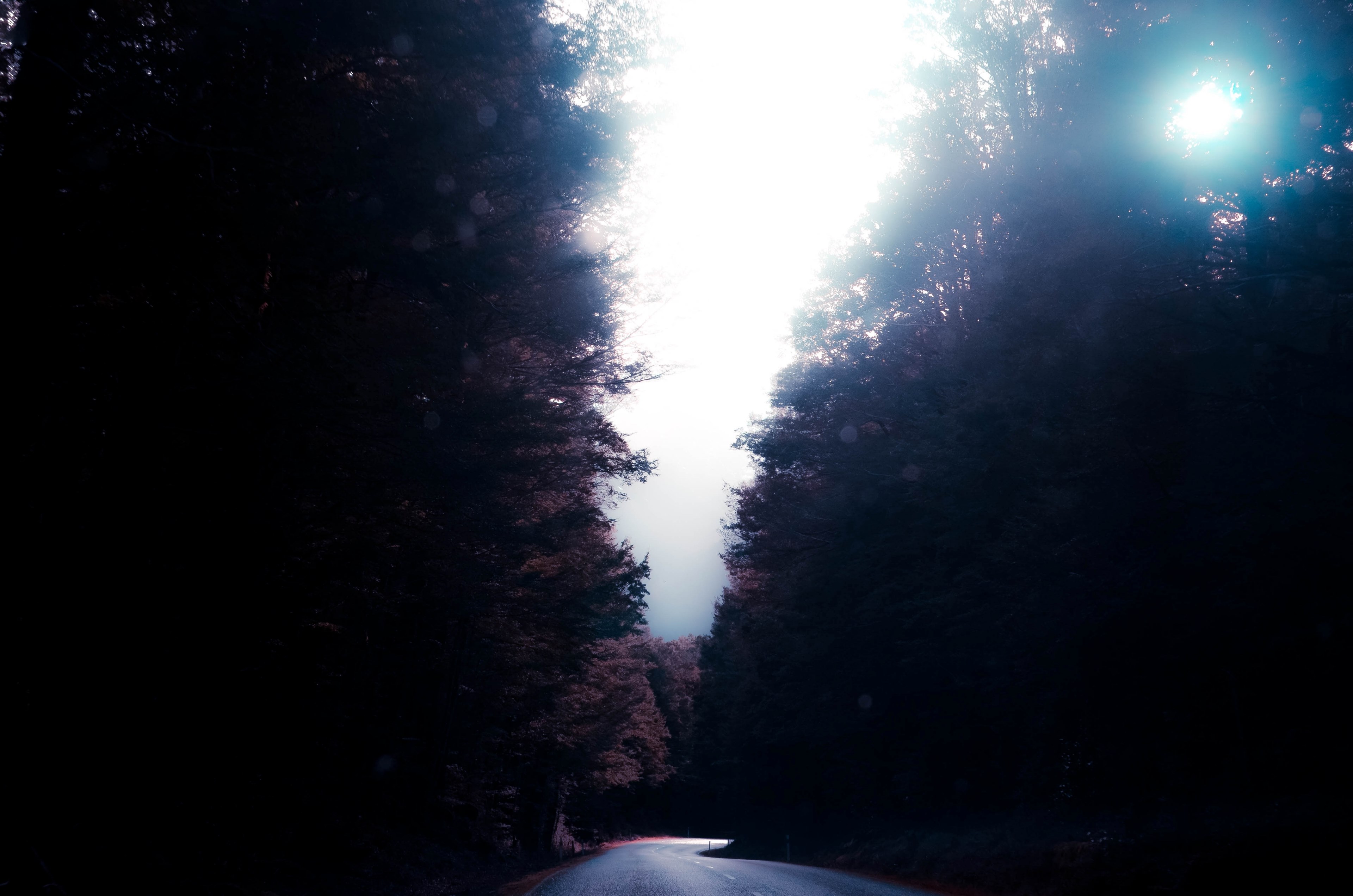 sun breaking through the treetops over a tree lined road, sun in branches over a road 4k, HD Wallpaper