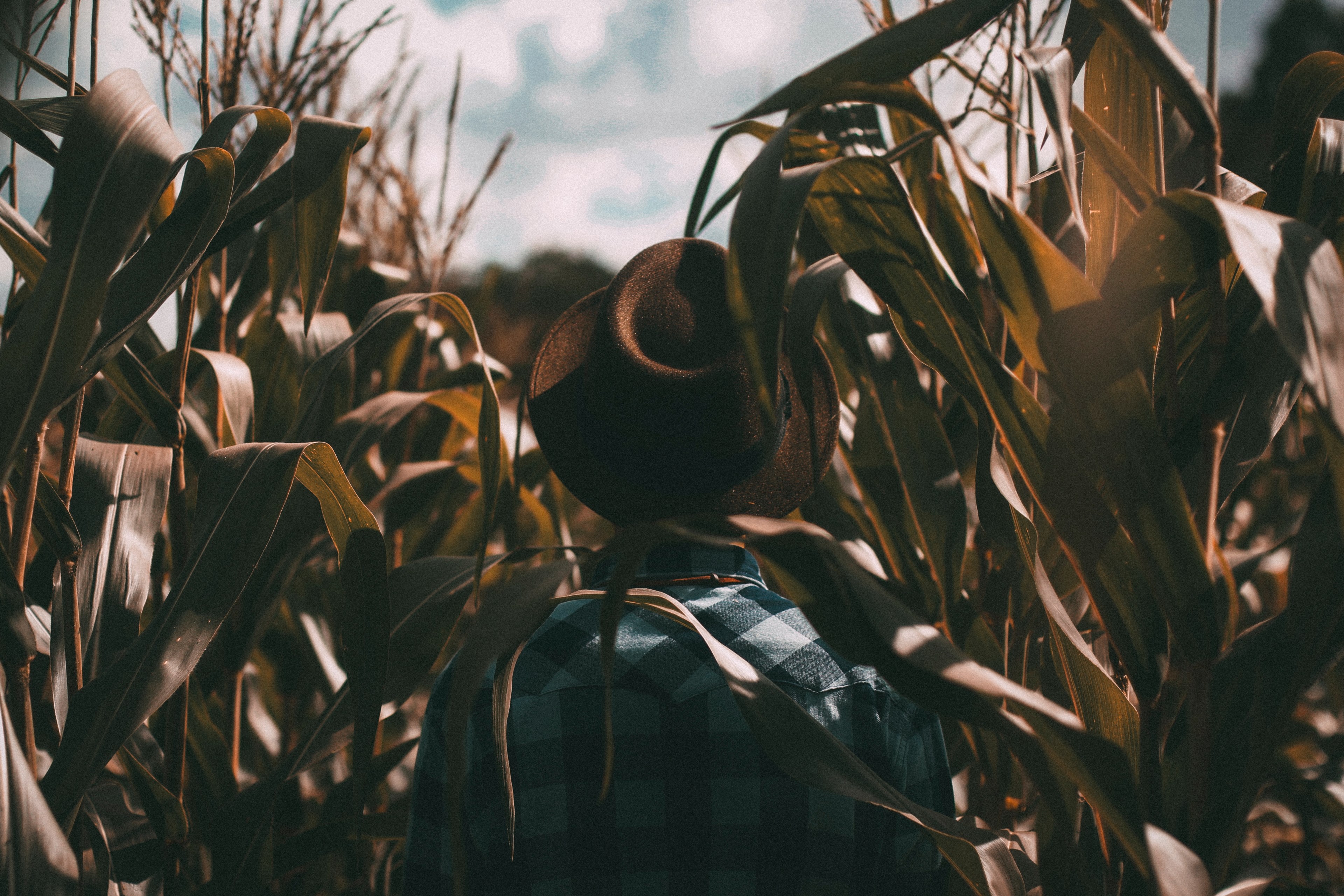 a person wearing a brown hat and plaid shirt standing in the middle of a cornfield in cianorte, cornfield in cianorte 4k, HD Wallpaper