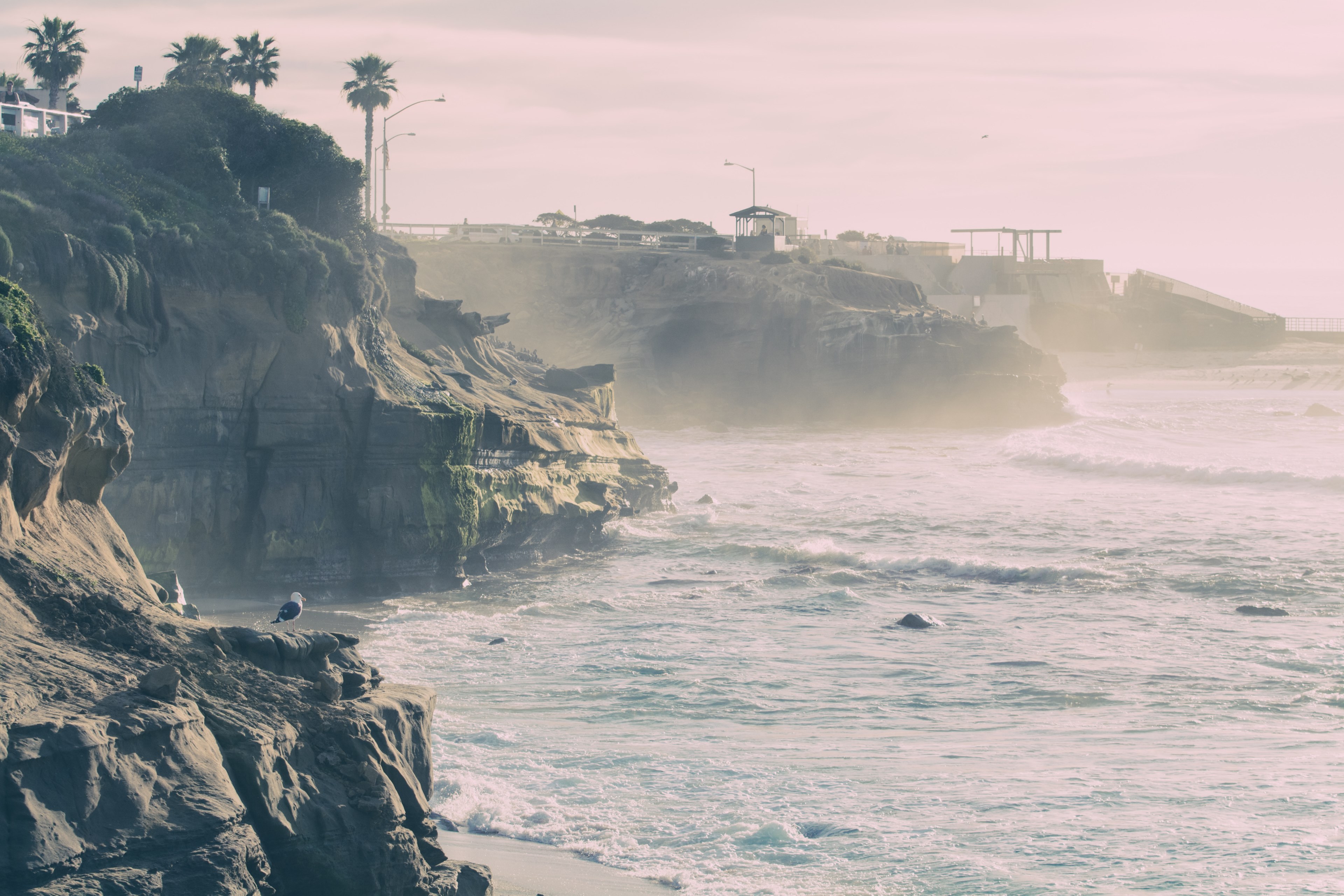 a hazy coastal shot of palm trees and ocean, hazy coast 4k, HD Wallpaper