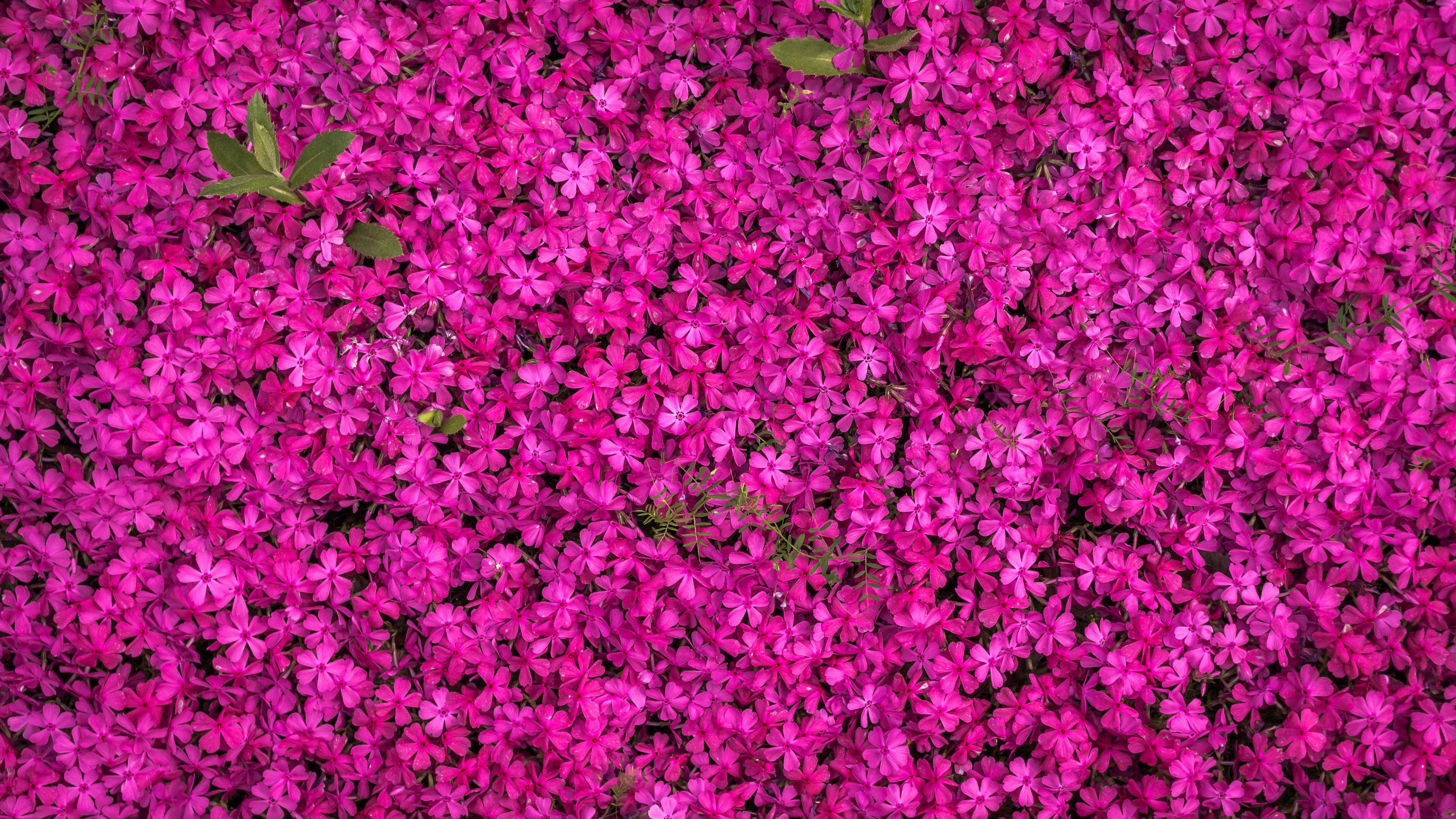 flowers, bloom, bright, multitude, 4k, HD Wallpaper