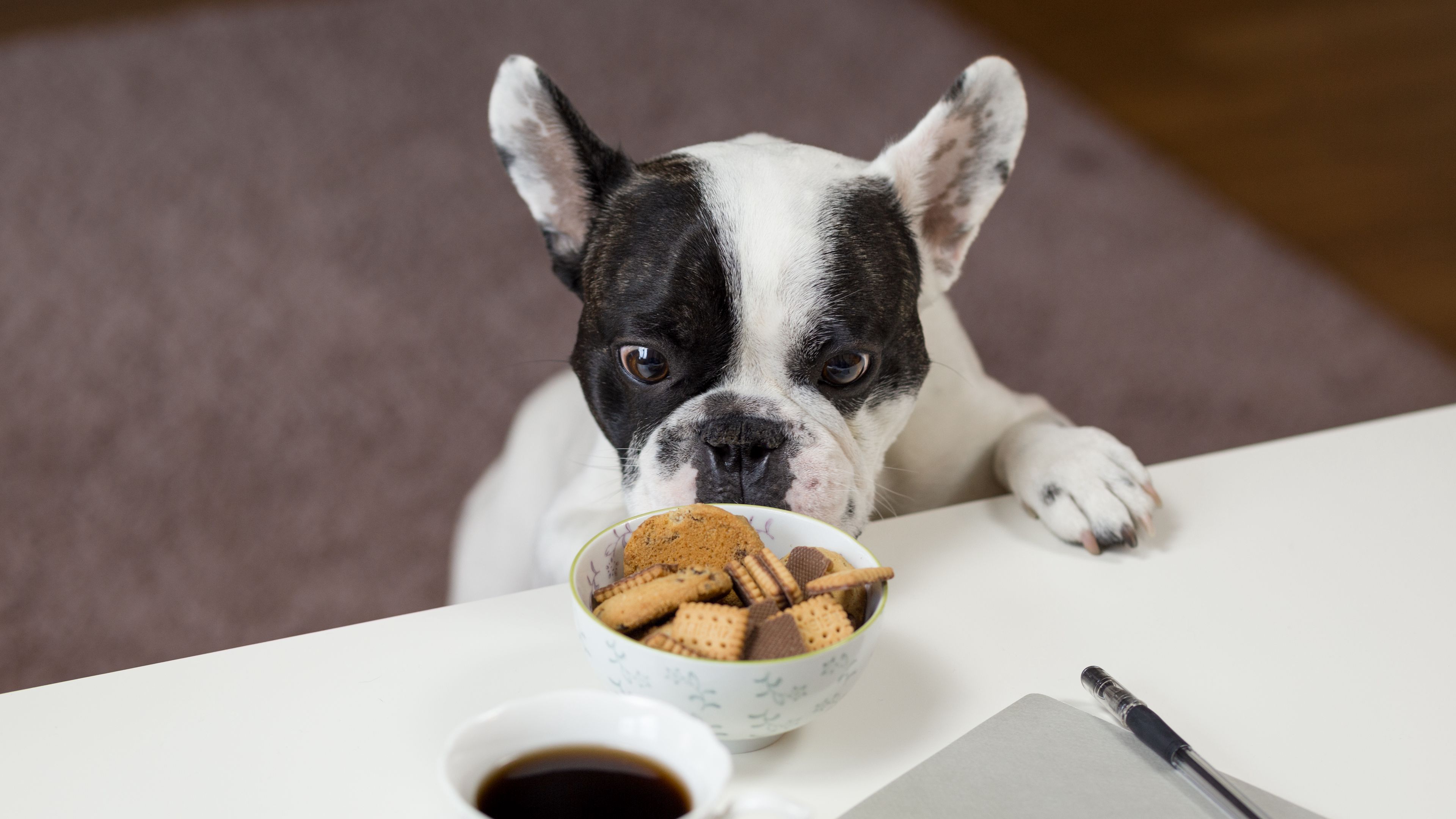 bulldog, cookies, look, appetite, 4k, HD Wallpaper