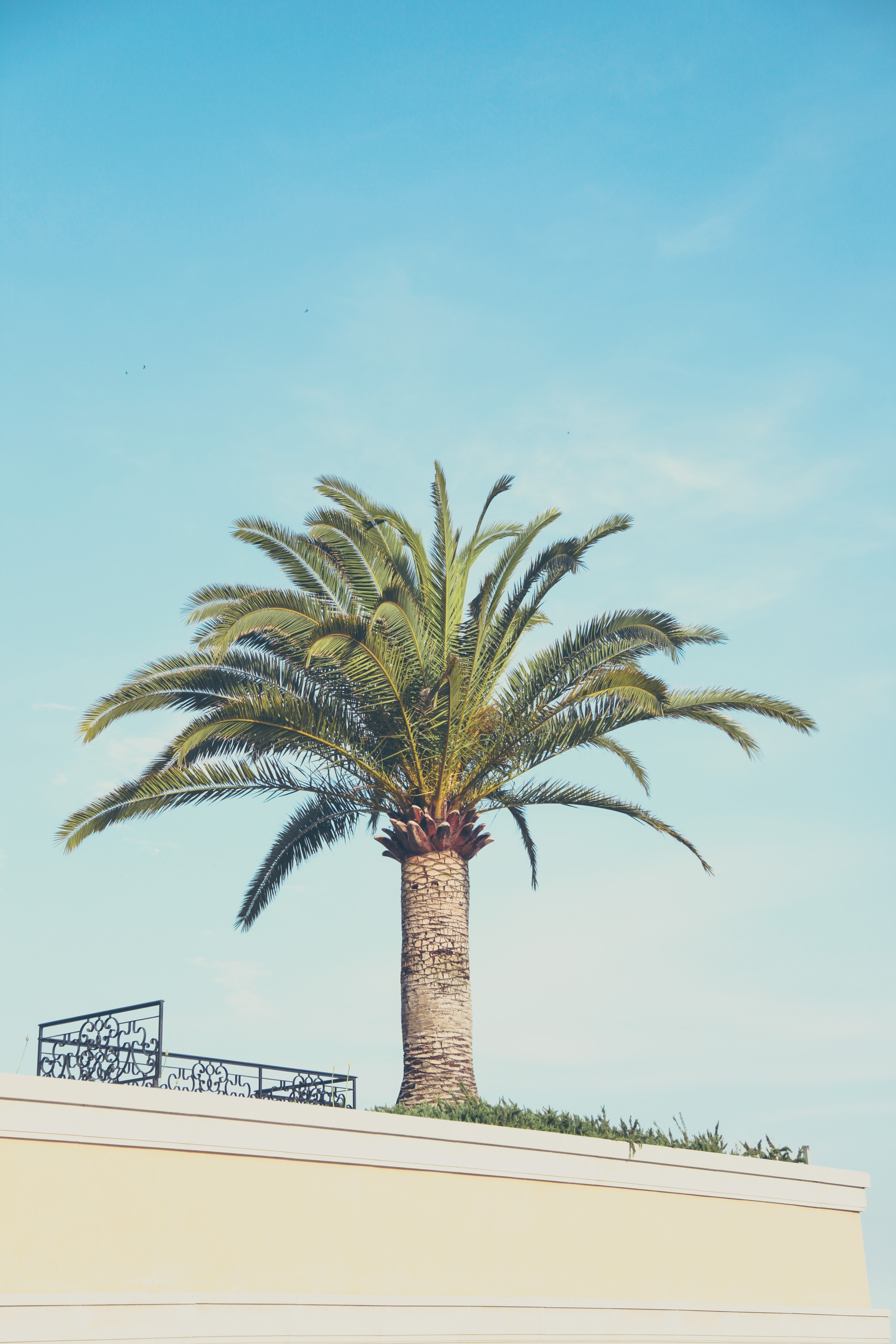 a palm tree against the blue sky in an urban setting, palm tree 4k, Phone HD Wallpaper