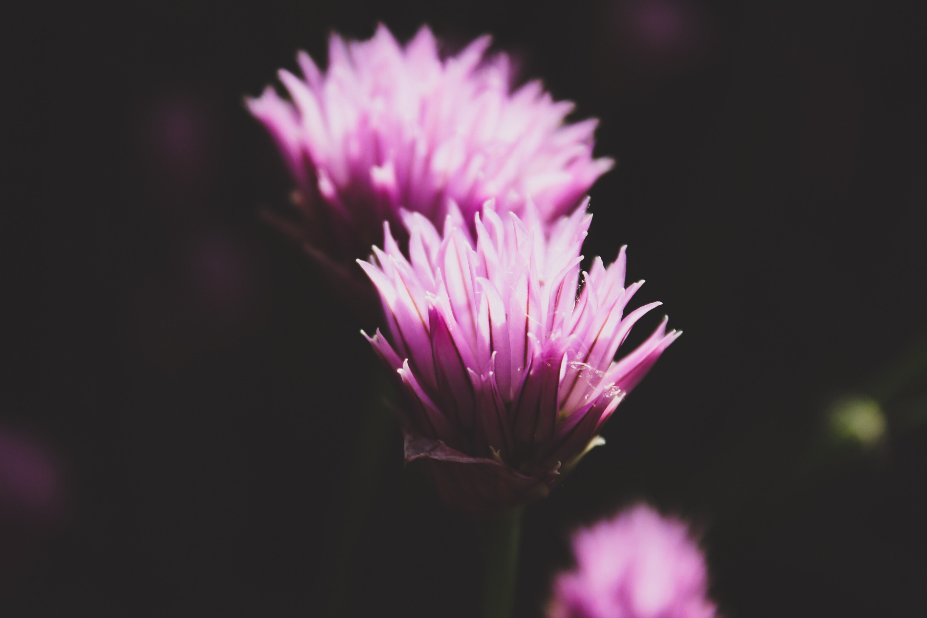 flower plant flora and floral 4k, HD Wallpaper