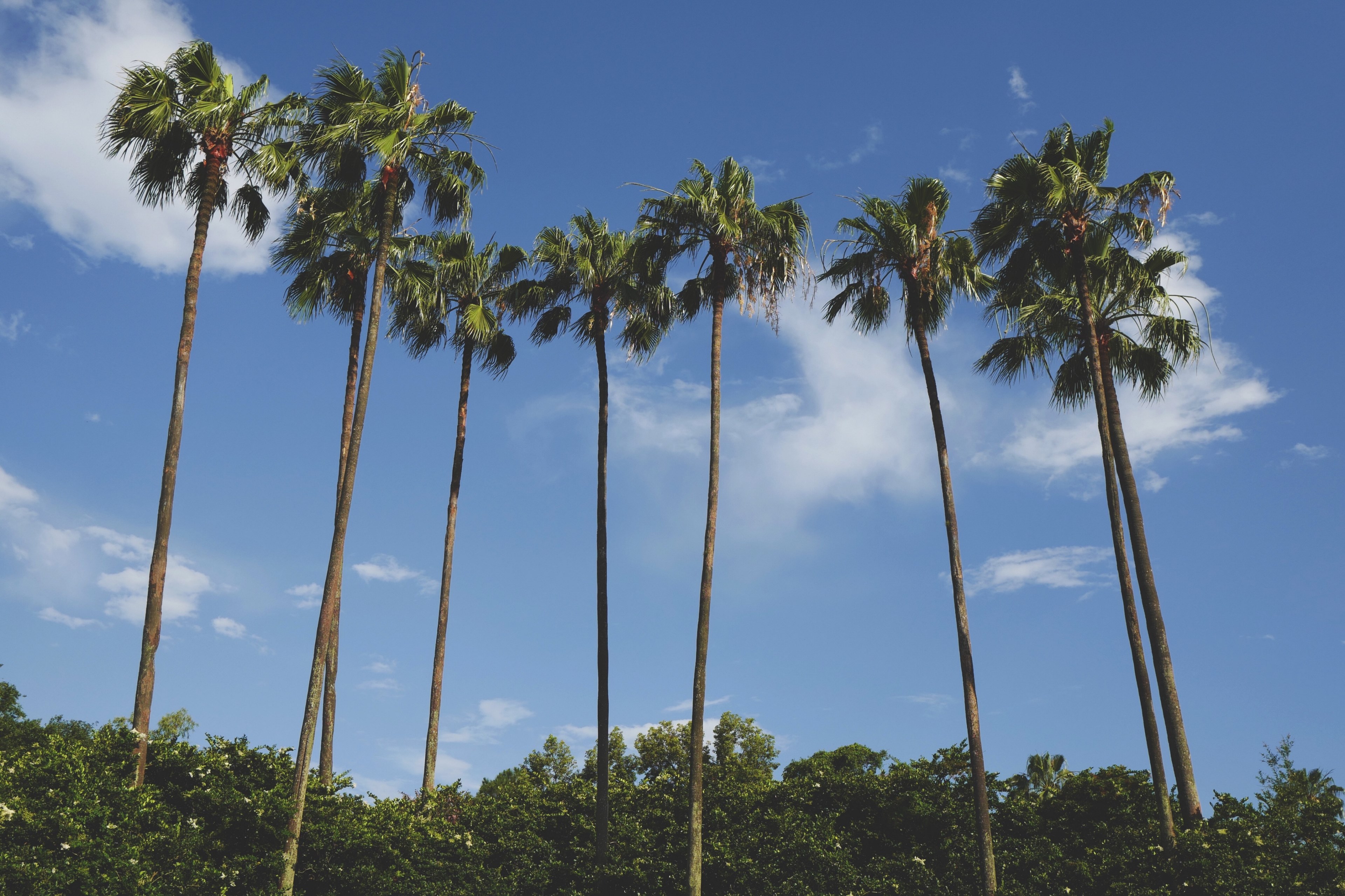 nine tall palm trees against the blue sky at epcot in orlando, epcot palm trees 4k, HD Wallpaper