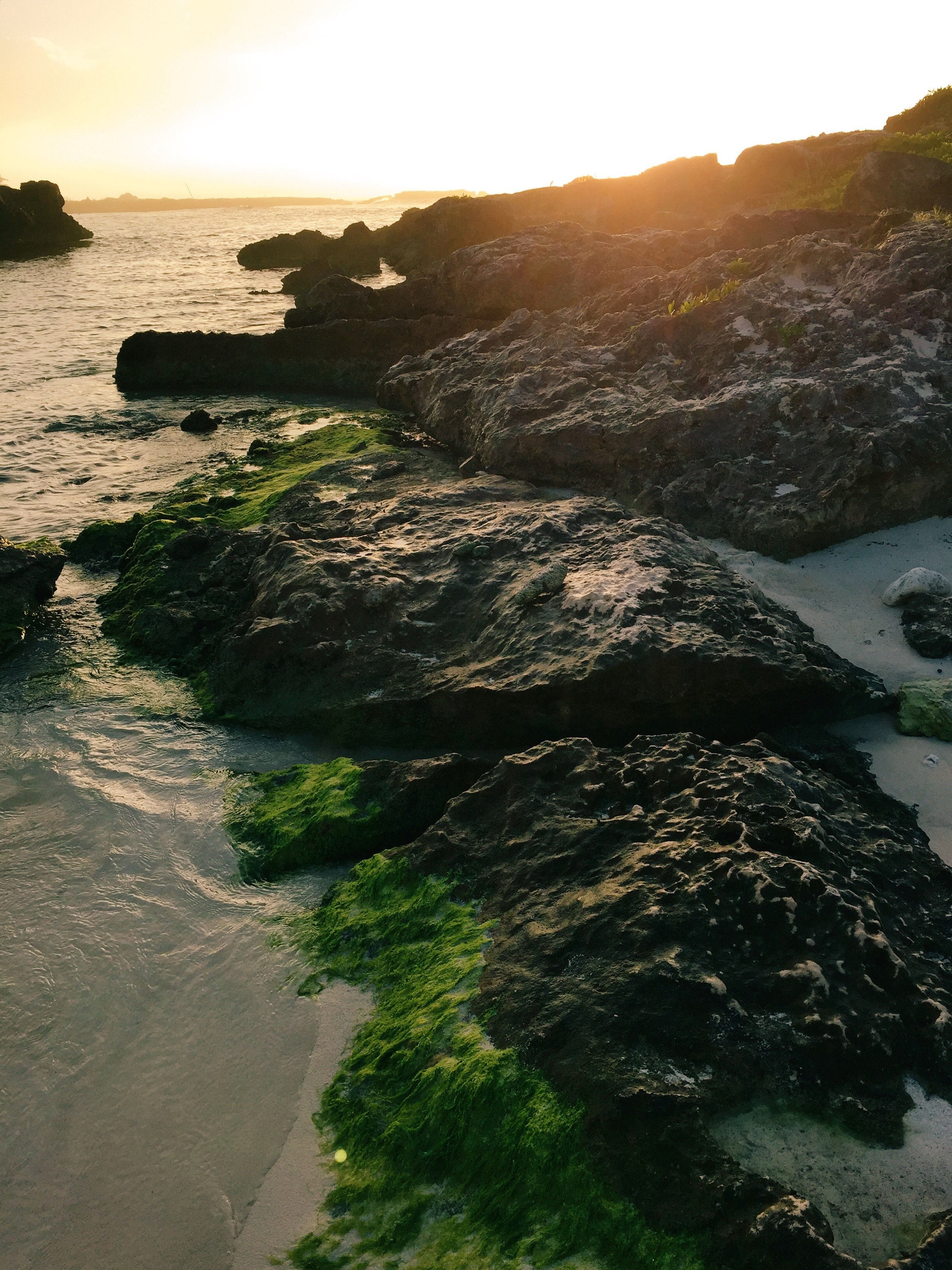 water moss sunrise and rock hd, 4k, Phone HD Wallpaper