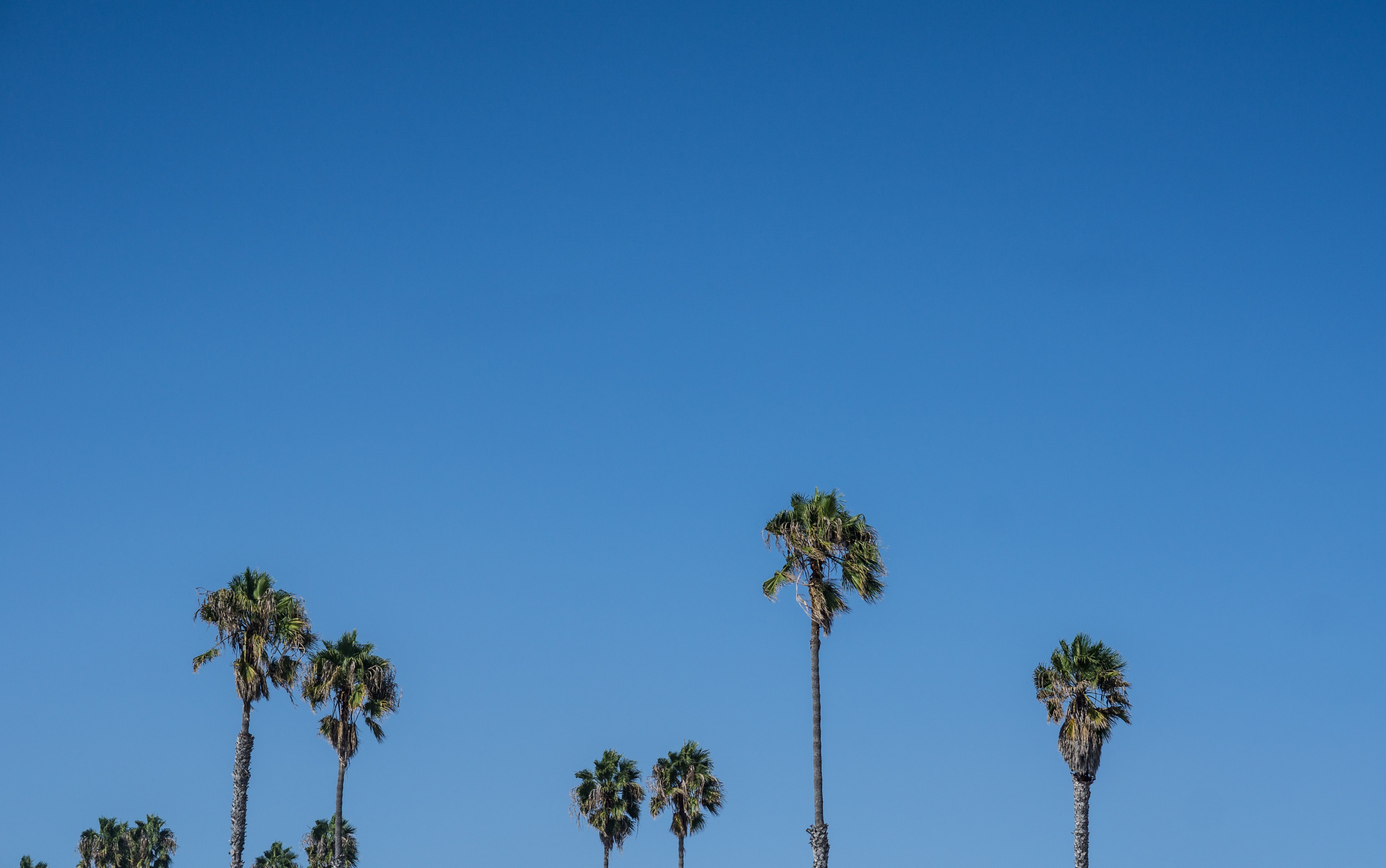 palm trees against blue skies, palm trees 4k, HD Wallpaper