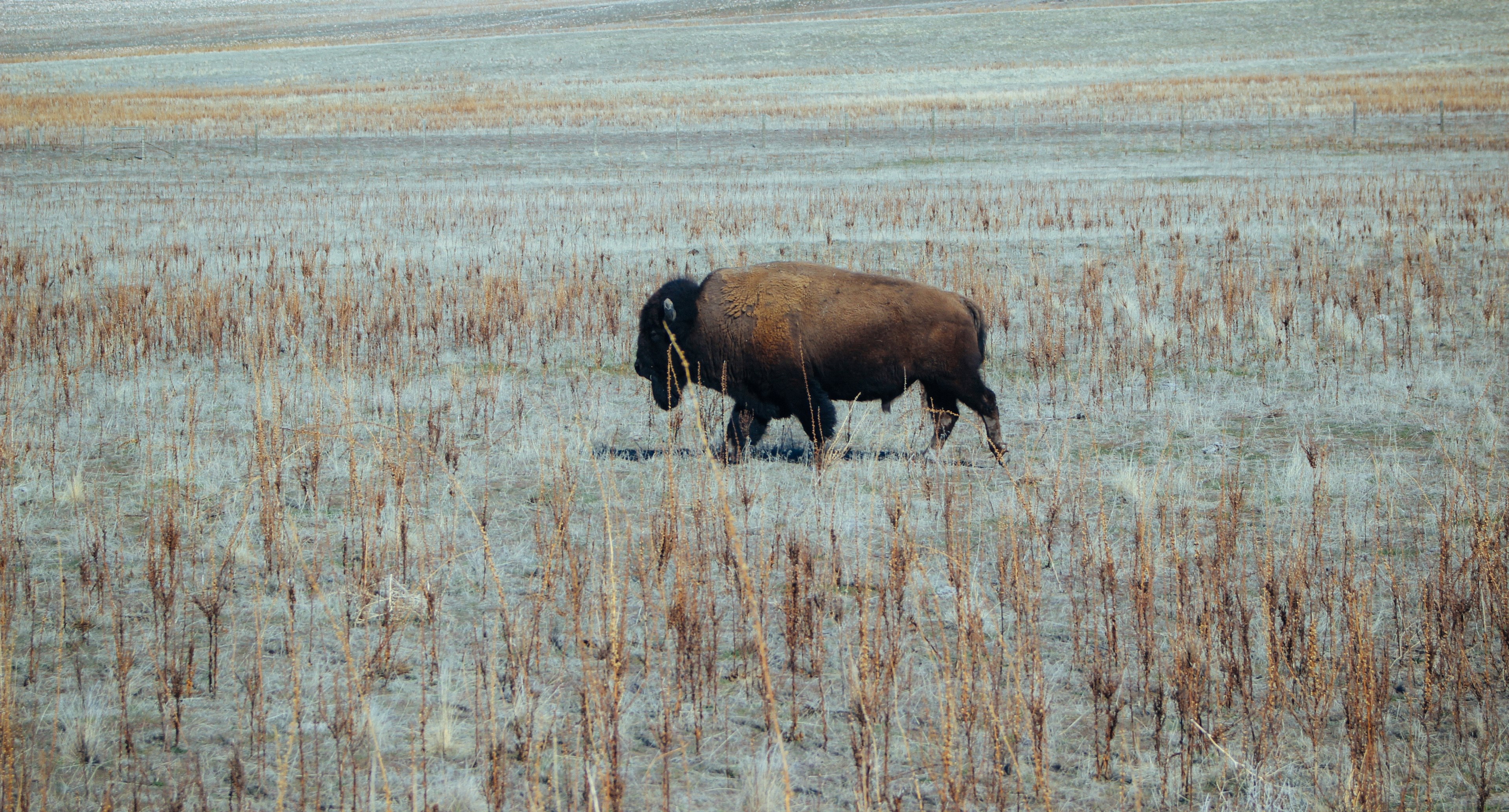 a buffalo wading through tall grass on a dry plain, buffalo on a dry prairie 4k, HD Wallpaper