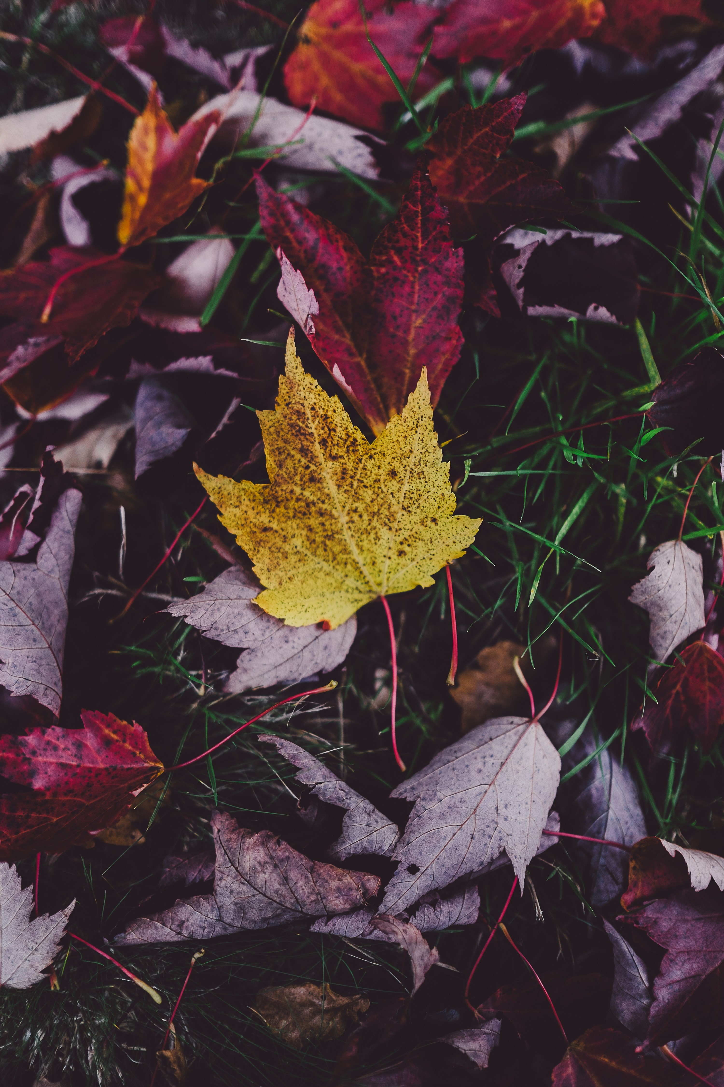 a yellow maple leaf among other red autumn leaves, yellow leaf on red 4k, Phone HD Wallpaper