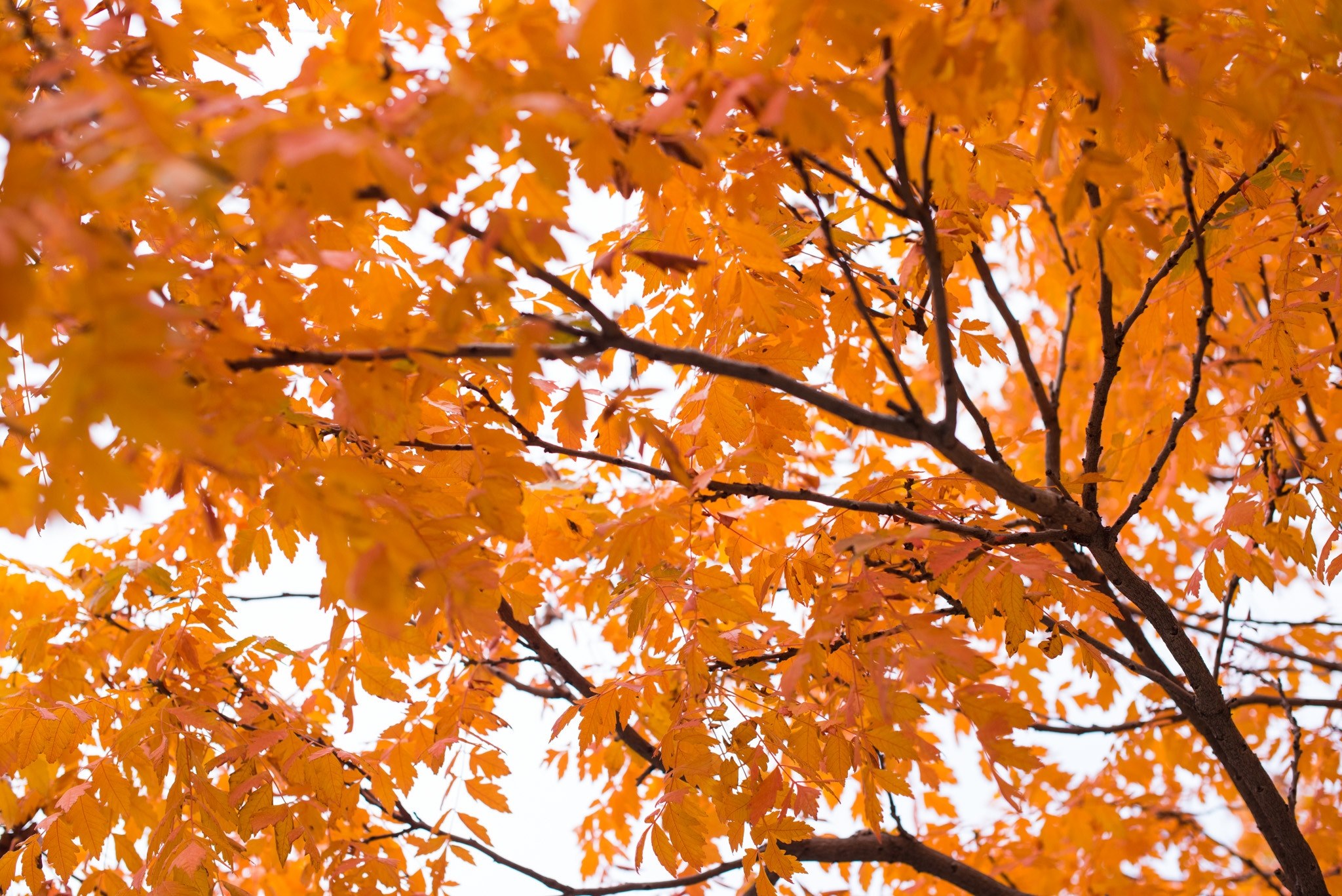 orange leaves on a tree form a canopy against a pale sky, autumn tree branches 4k, HD Wallpaper