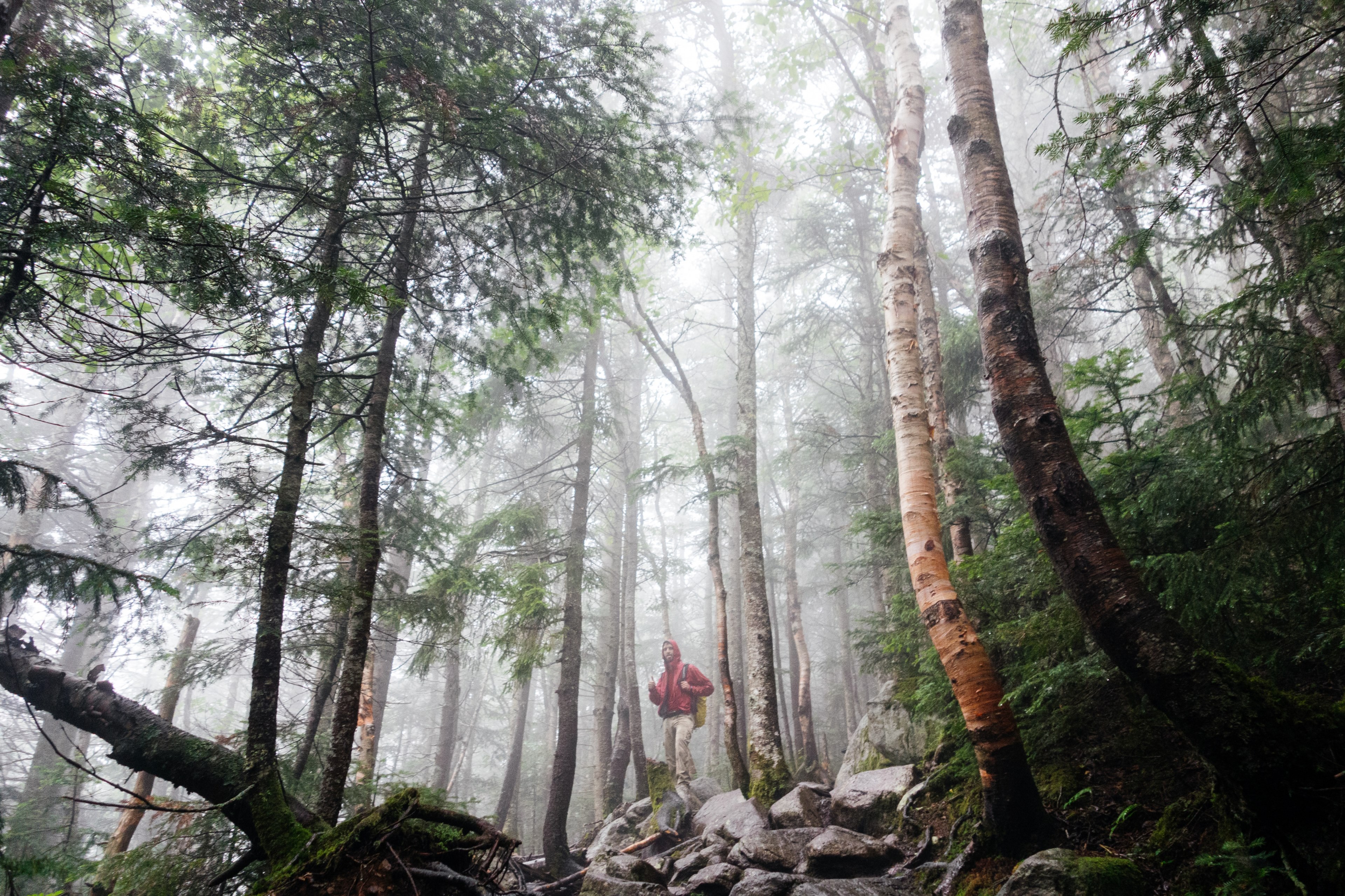 a male hiker standing on top of a pile of rocks in a forest on a brisk morning, morning hike in the forest 4k, HD Wallpaper