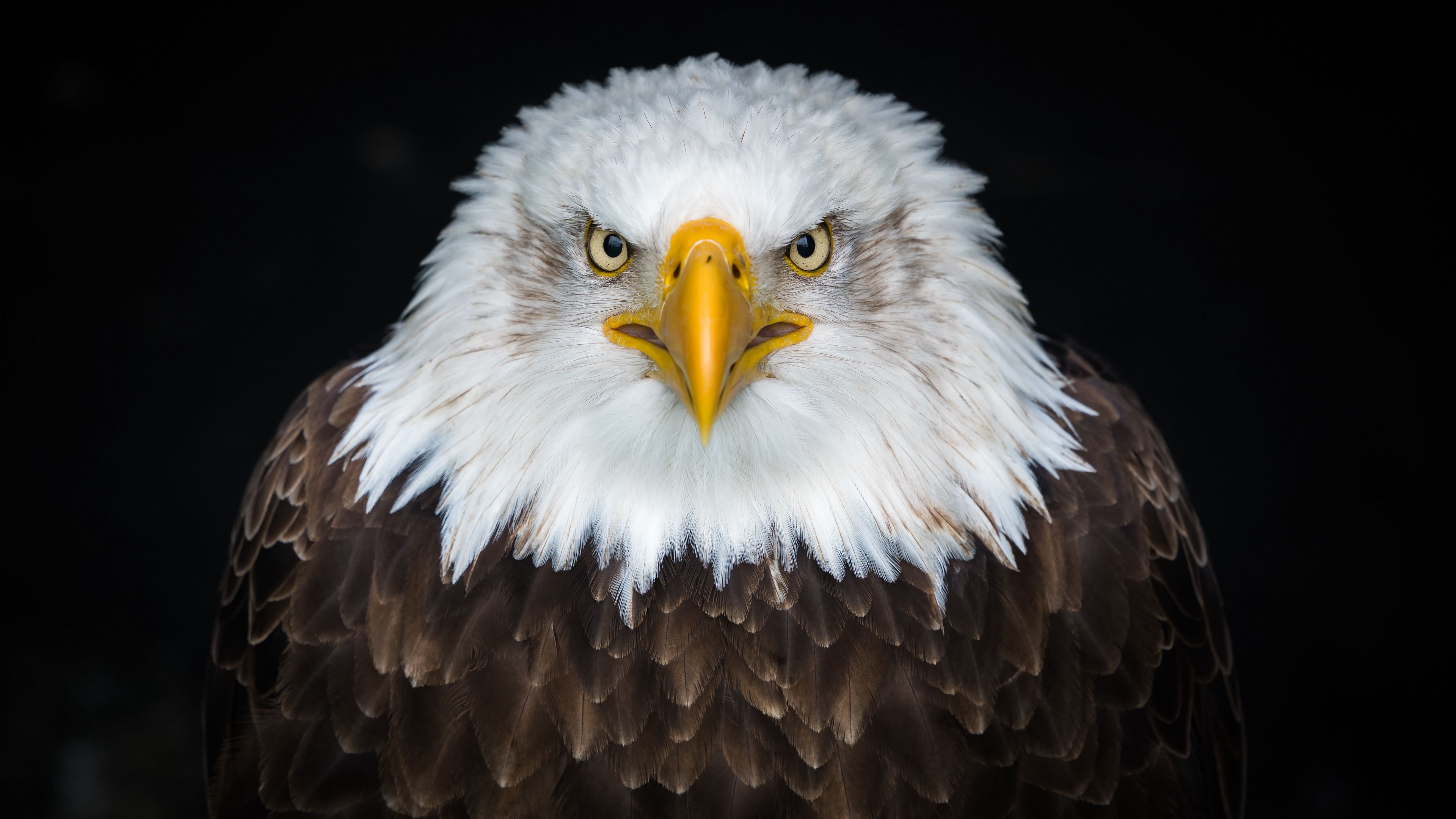 bald eagle, eagle, bird, predator, 4k, HD Wallpaper