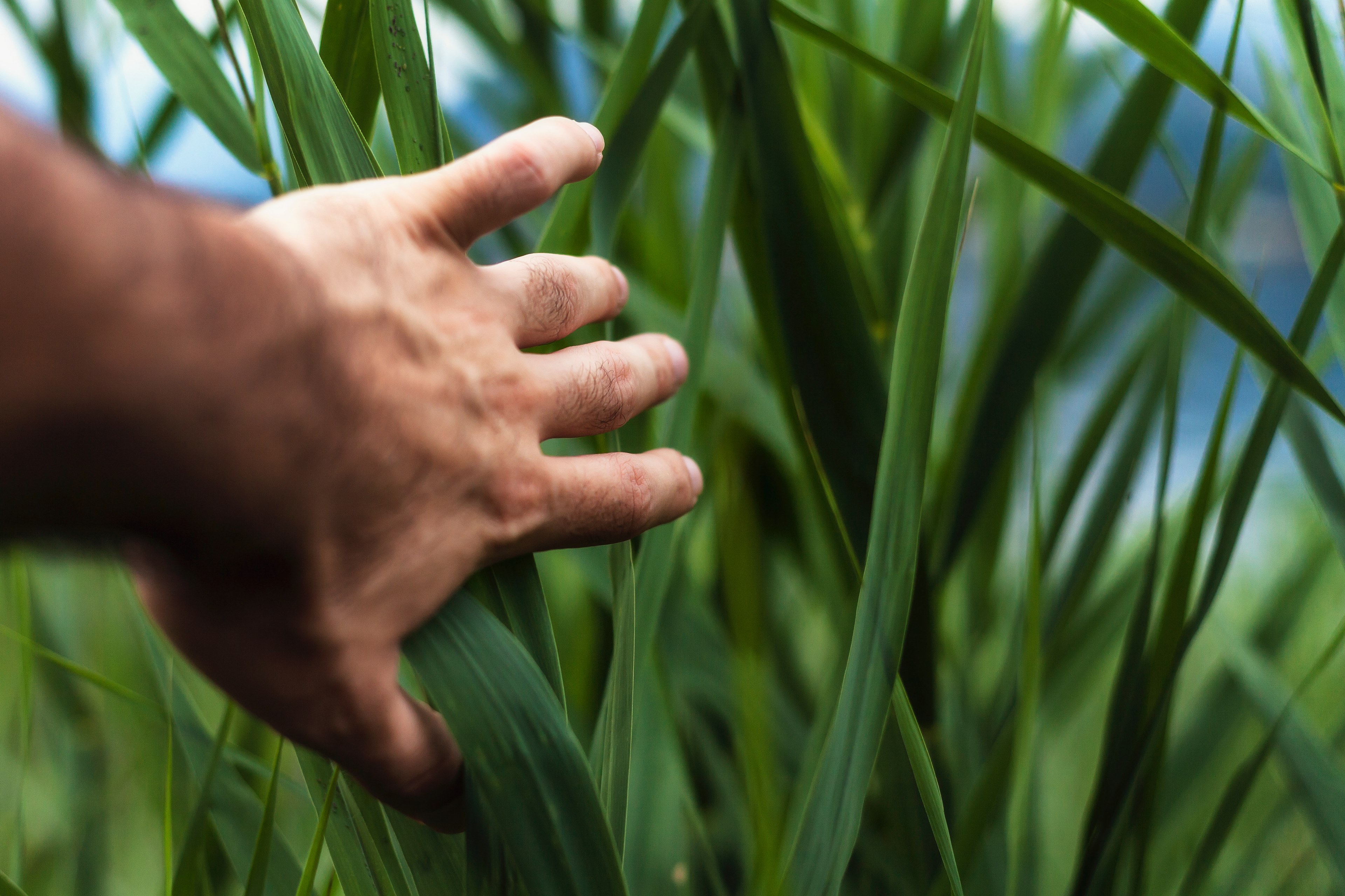 a mans hand brushing back long green blades of grass, walking through tall grass 4k, HD Wallpaper
