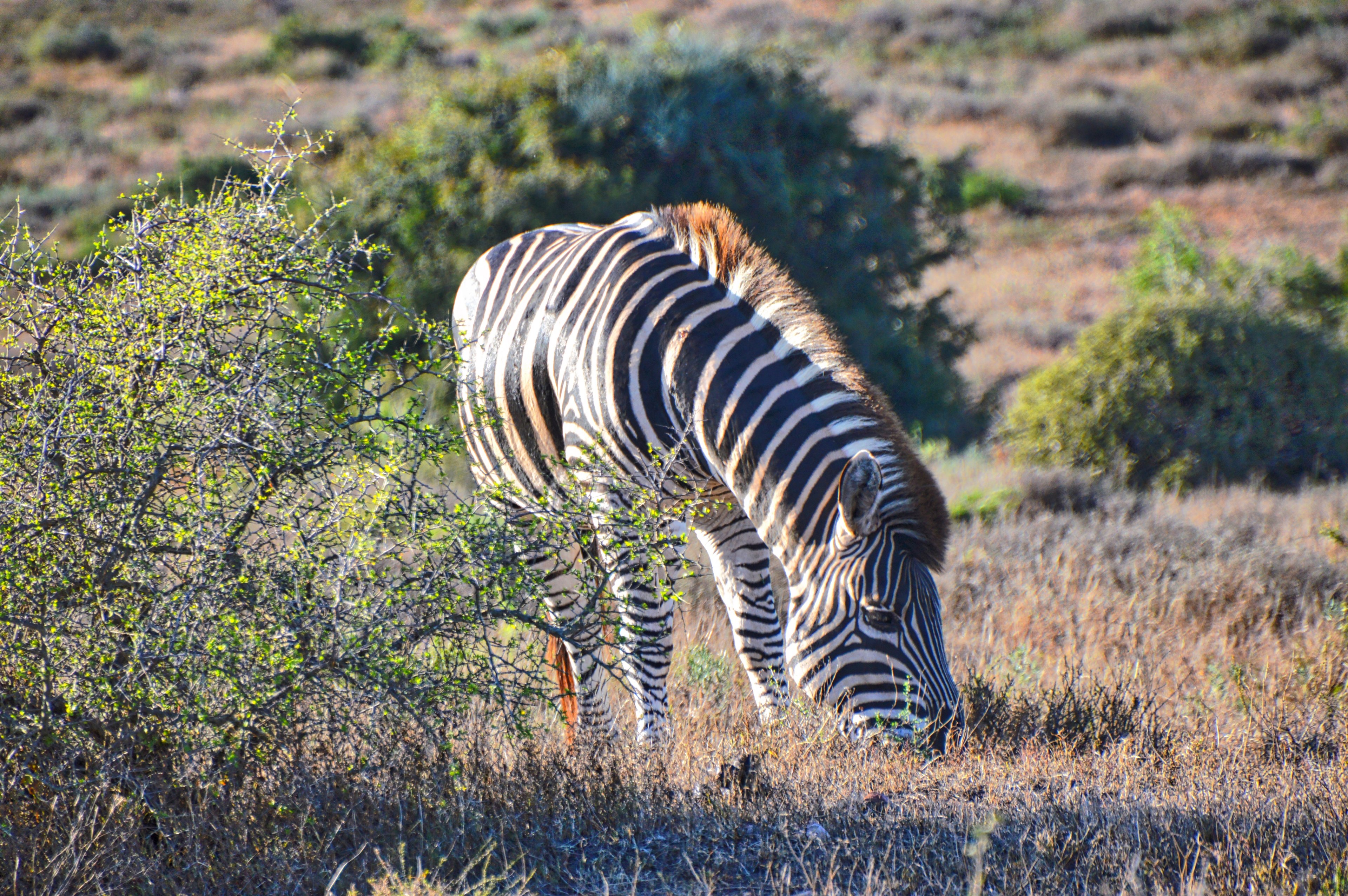 a large zebra grazing on dry grass, zebra on a savannah 4k, HD Wallpaper