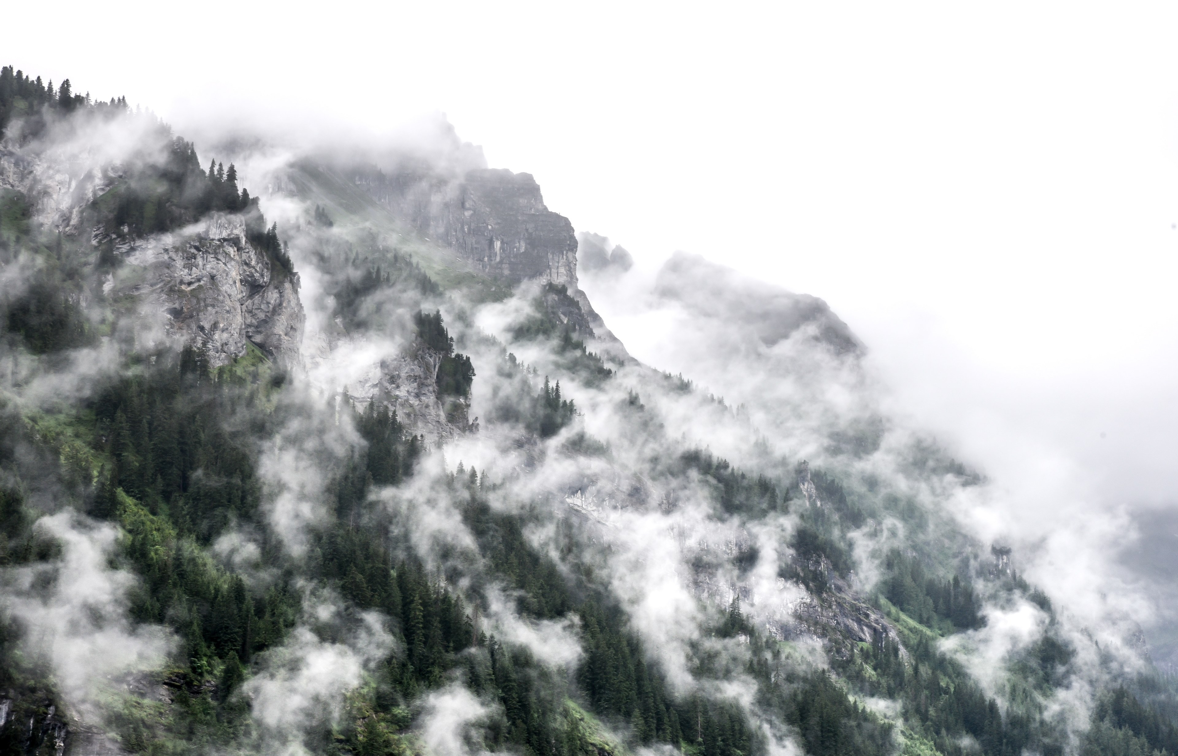 view of the rocky and evergreen mountain side with the fog rising near mrren, rocky and foggy mountain side 4k, HD Wallpaper