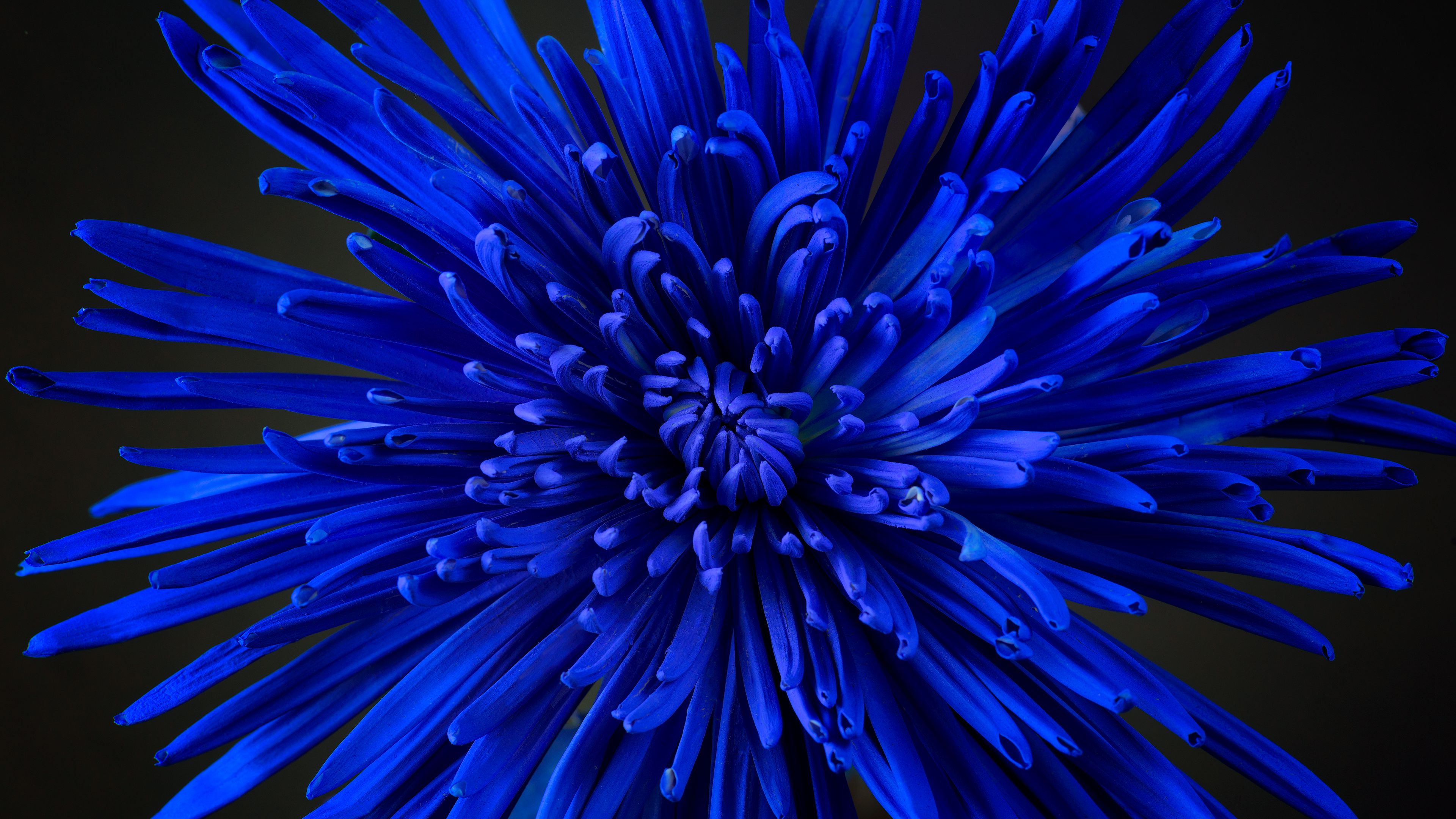 flower, petals, bud, blue, 4k, HD Wallpaper
